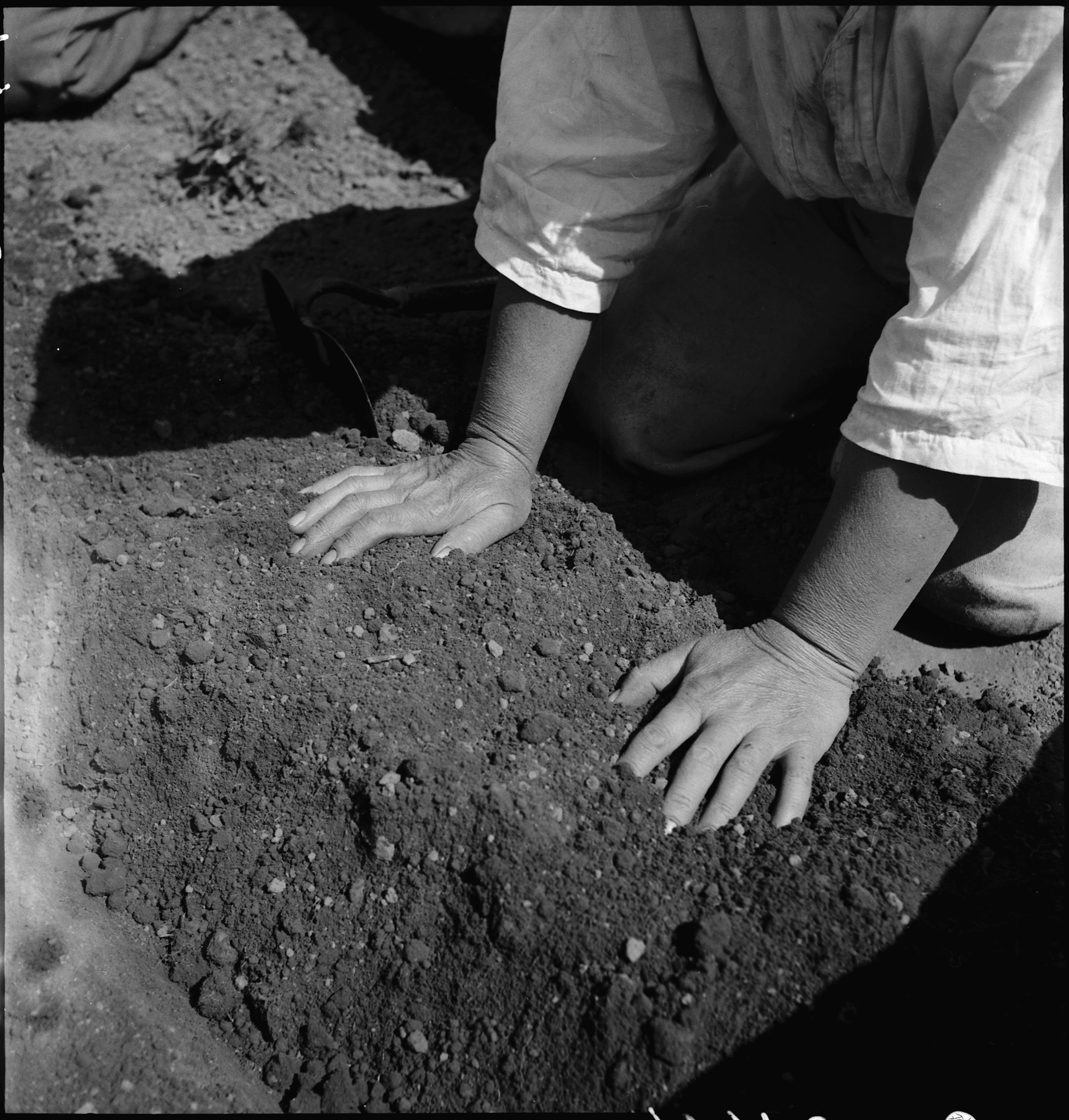  Centerville, California. Hands of woman farm- worker preparing soil for transplanting tomato plants, in a field in Alameda County, California, several weeks before evacuation. Farmers and other evacuees of Japanese ancestry will be given opportuniti