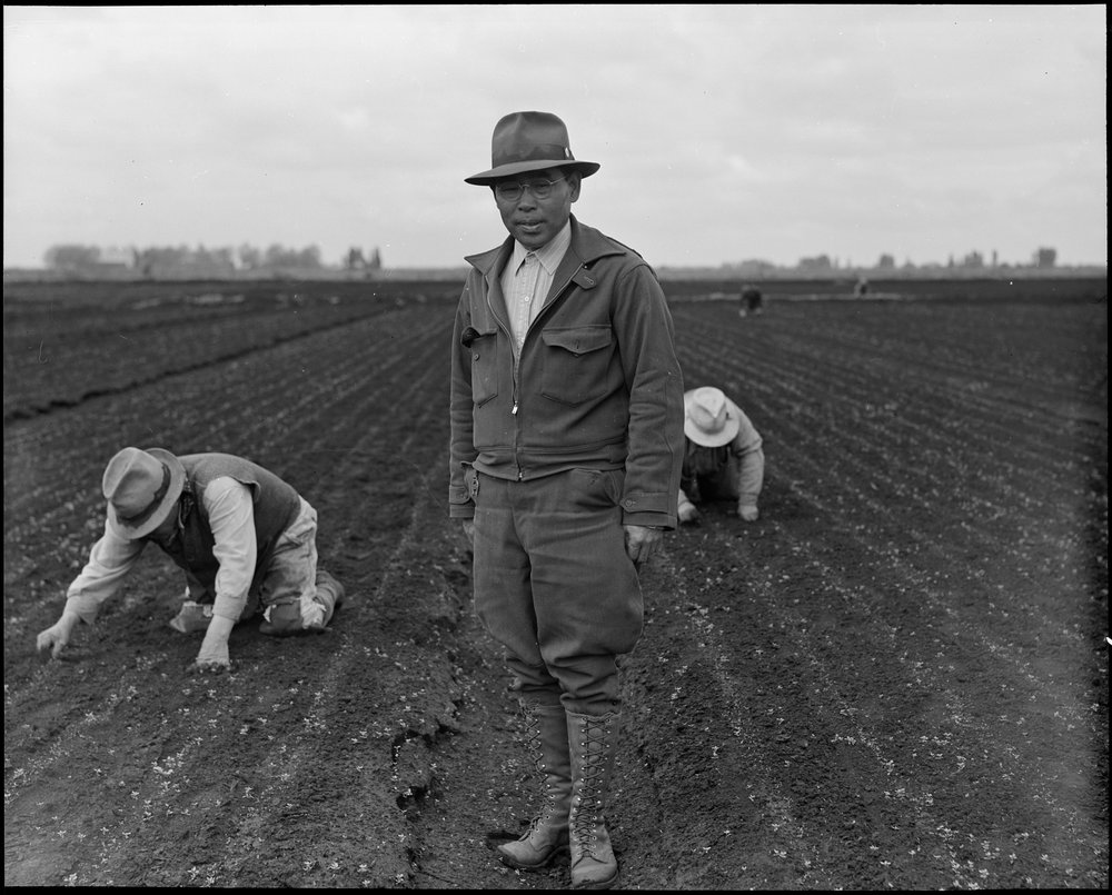  Stockton, California. Weeding celery field in the Delta region, prior to evacuation. Henry Futamachi, ranch manager, in foreground. Farmers and other evacuees of Japanese ancestry will be given opportunities to follow their callings in War Relocatio