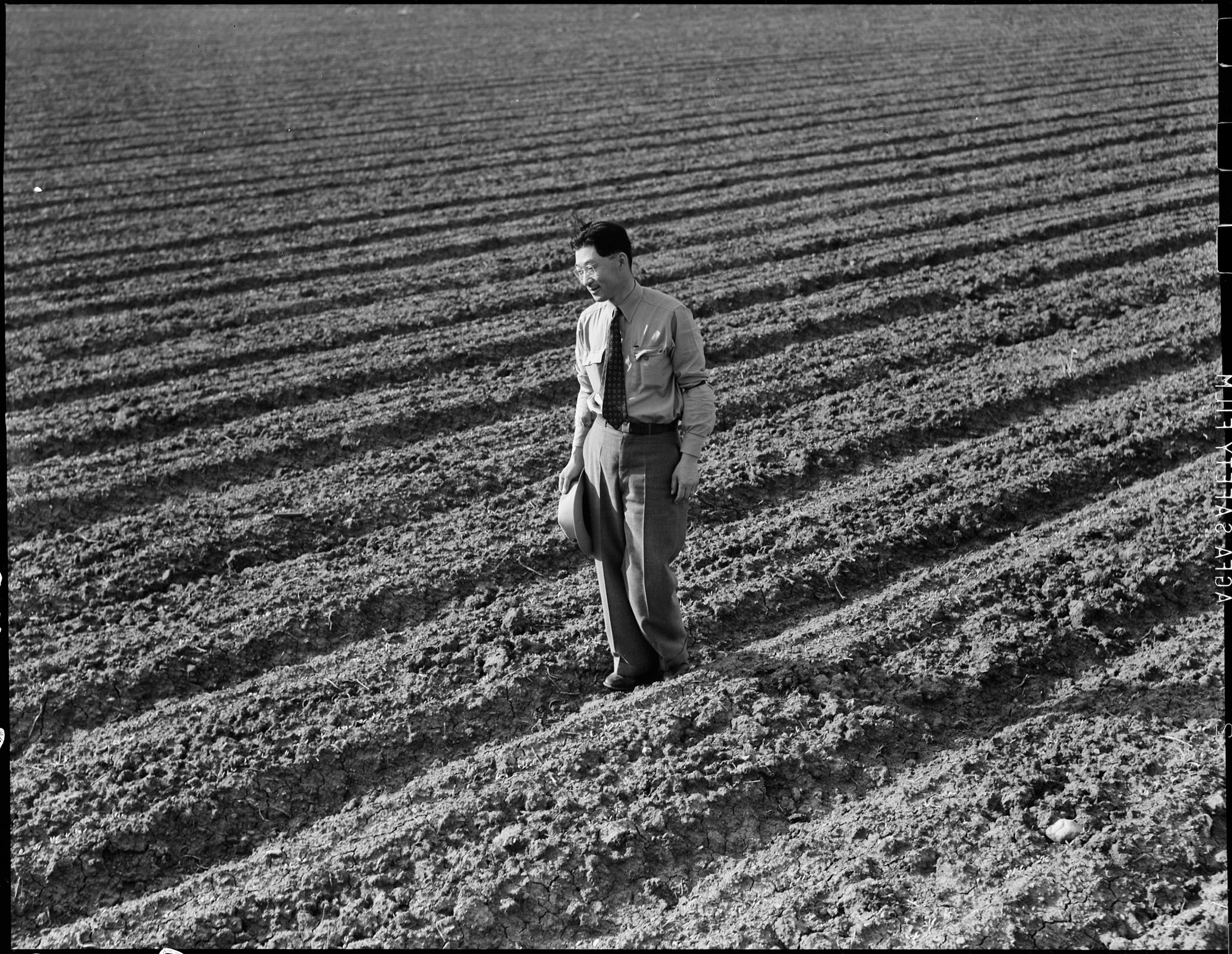    PRINT AVAILABLE   Mountain View, California. Henry Mitarai, 36, in one of his sugar beet fields on his mechanized farm, prior to evacuation. His payroll ran as much as 8,000.00 a year. Farmers and other evacuees of Japanese descent will be given o