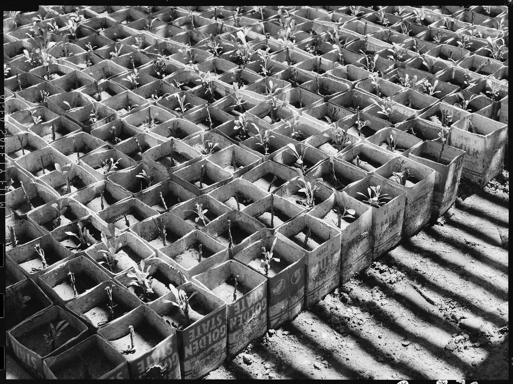 Manzanar Relocation Center, Manzanar, California. In the lath house of the guyaule rubber experimen . . .