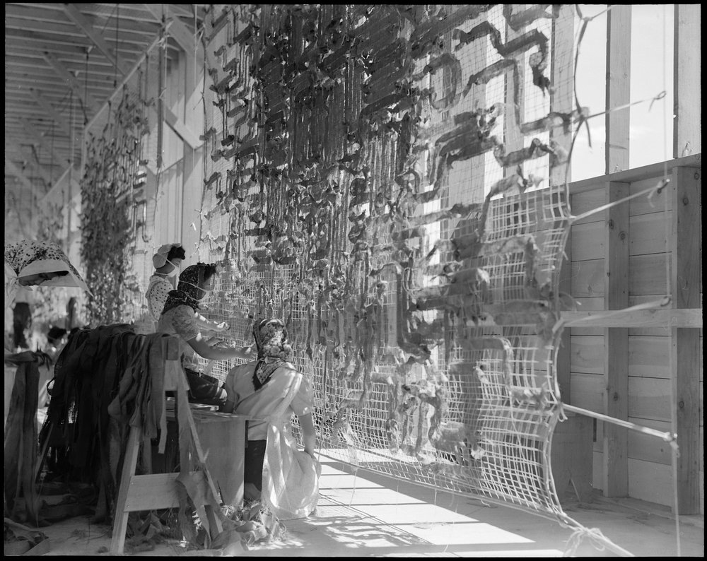 Manzanar Relocation Center, Manzanar, California. Making camouflage nets for the War Department. T . . .