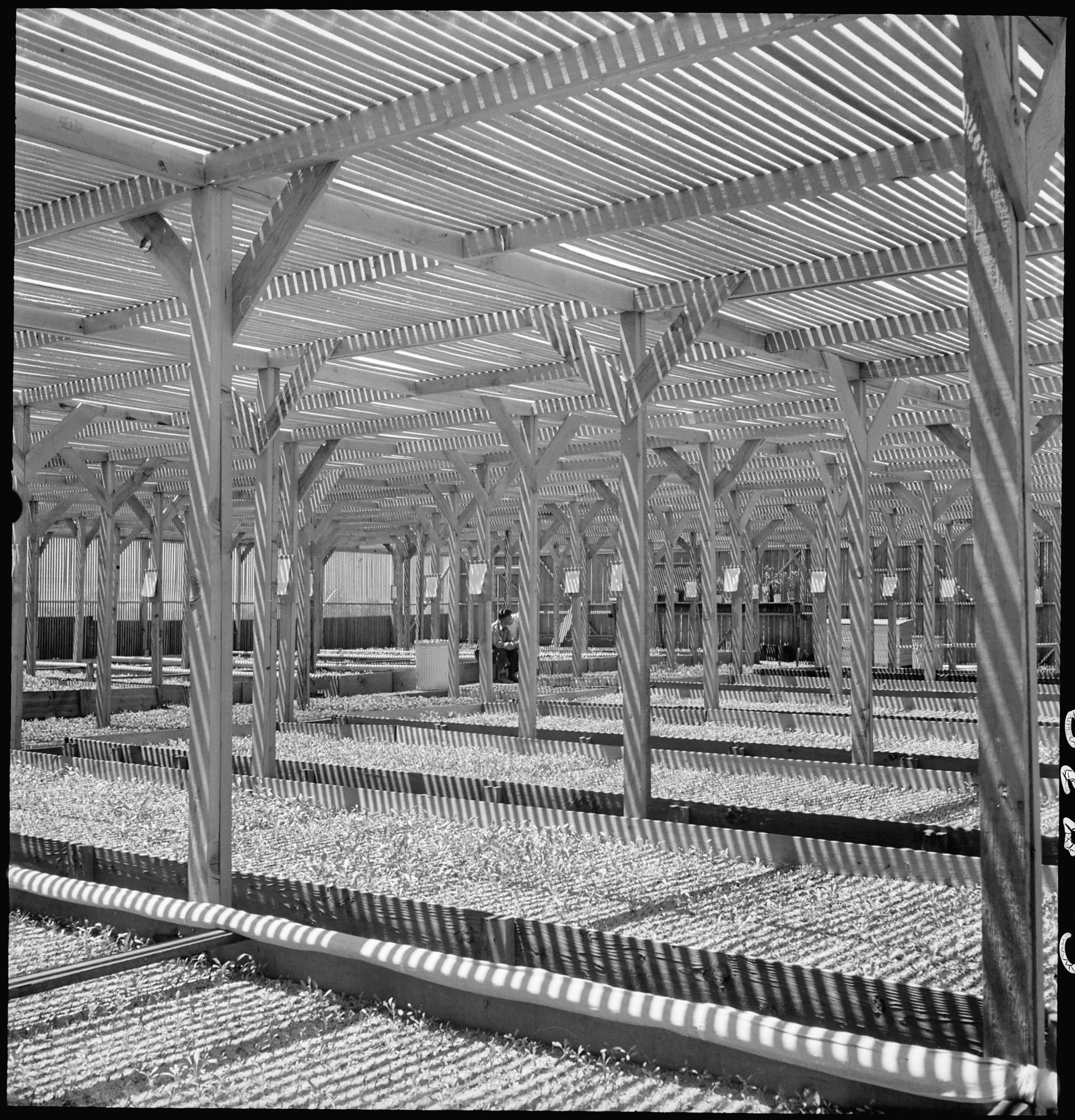 Manzanar Relocation Center, Manzanar, California. A view of section of the lath house at this War R . . .