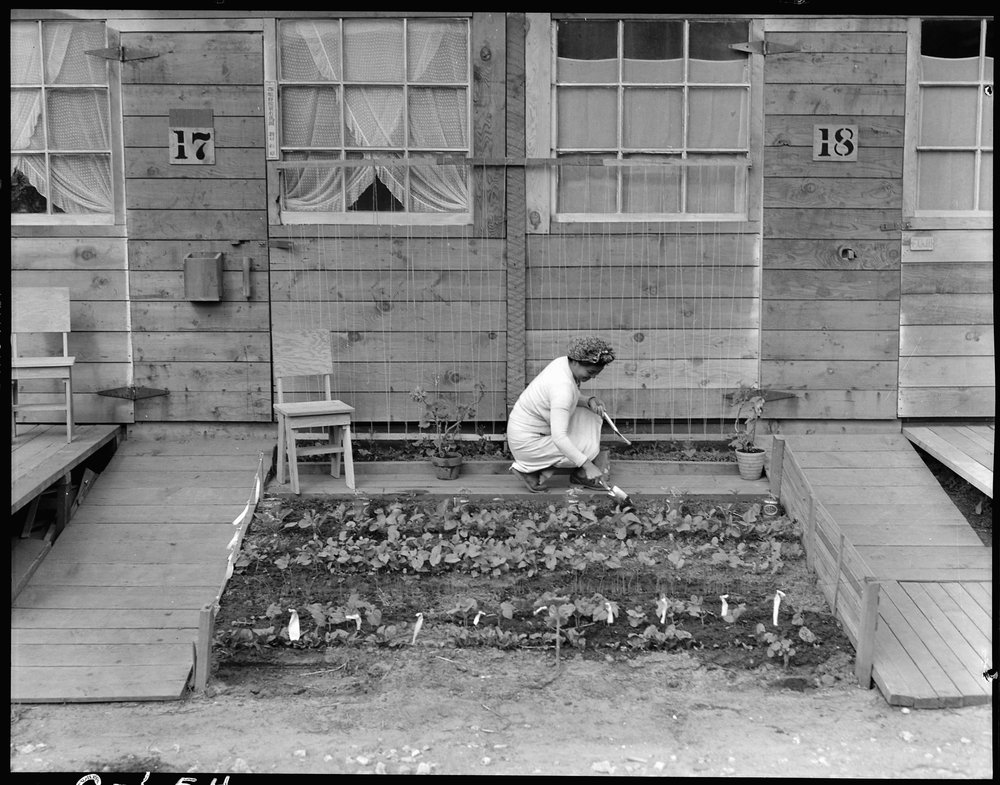 San Bruno, California. Mrs. Fujita working in her tiny vegetable garden she has planted in front of her barrack home at this assembly center. 