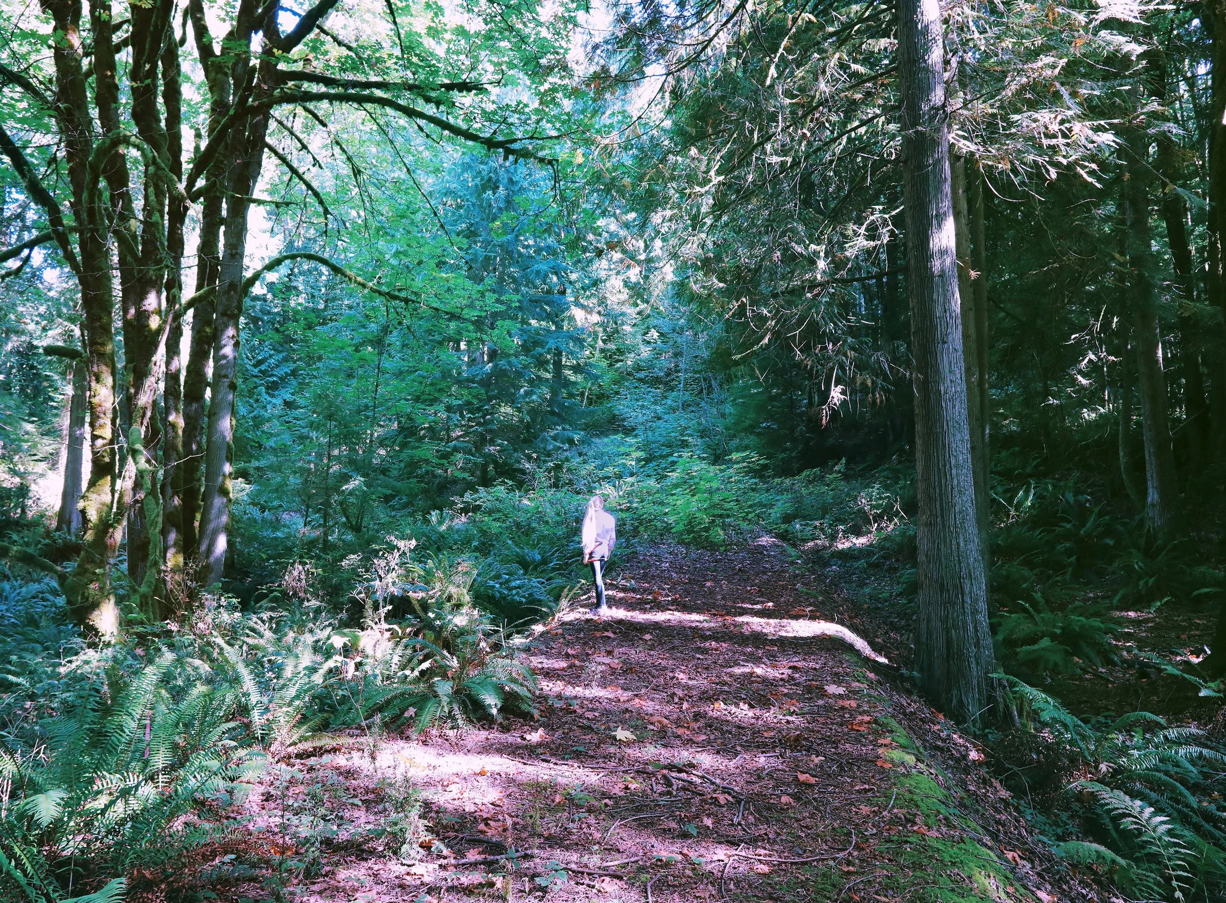 meinforest1.jpg