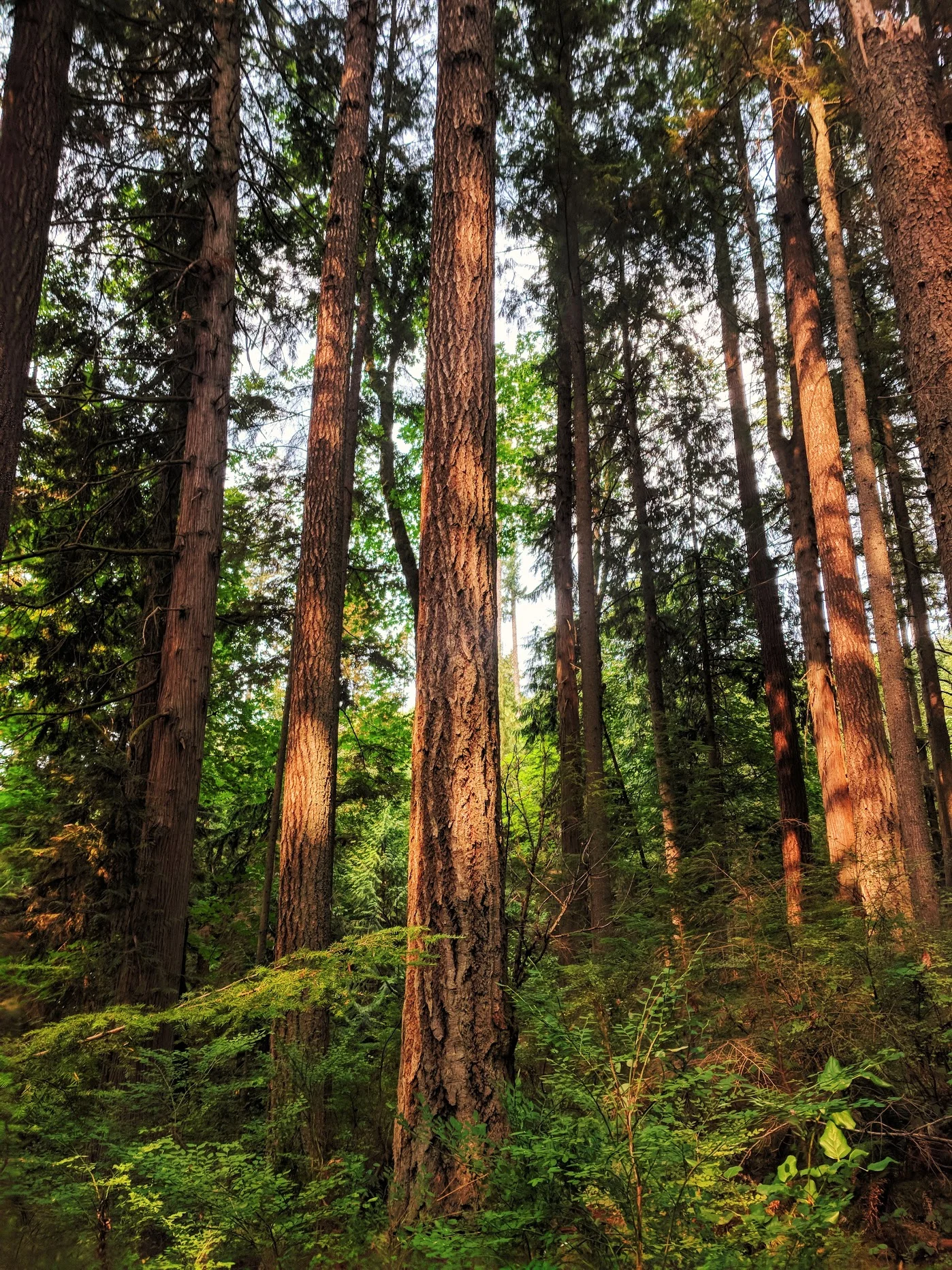 orange smoke-diffused light on the trees