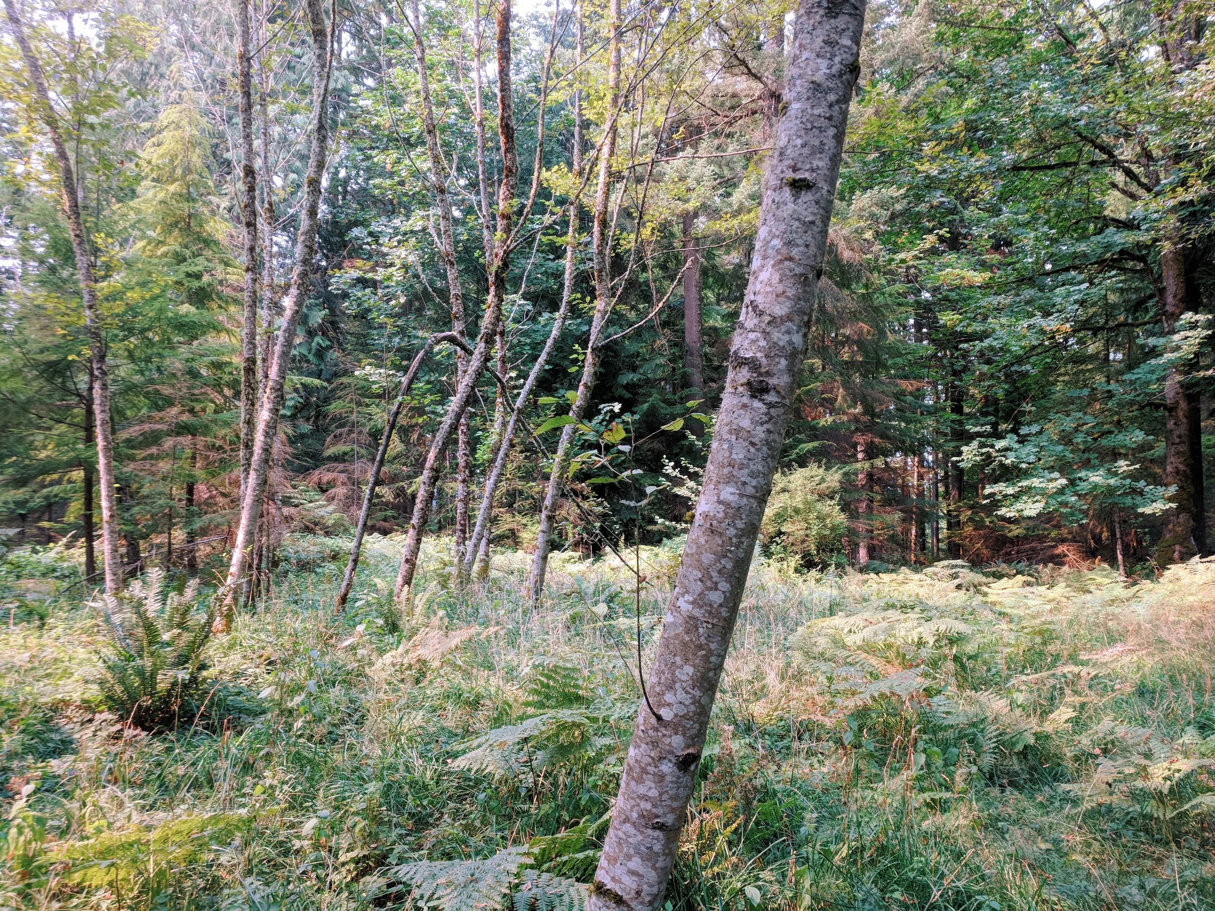 The meadow full of sword ferns and alder trees in front of our house building site
