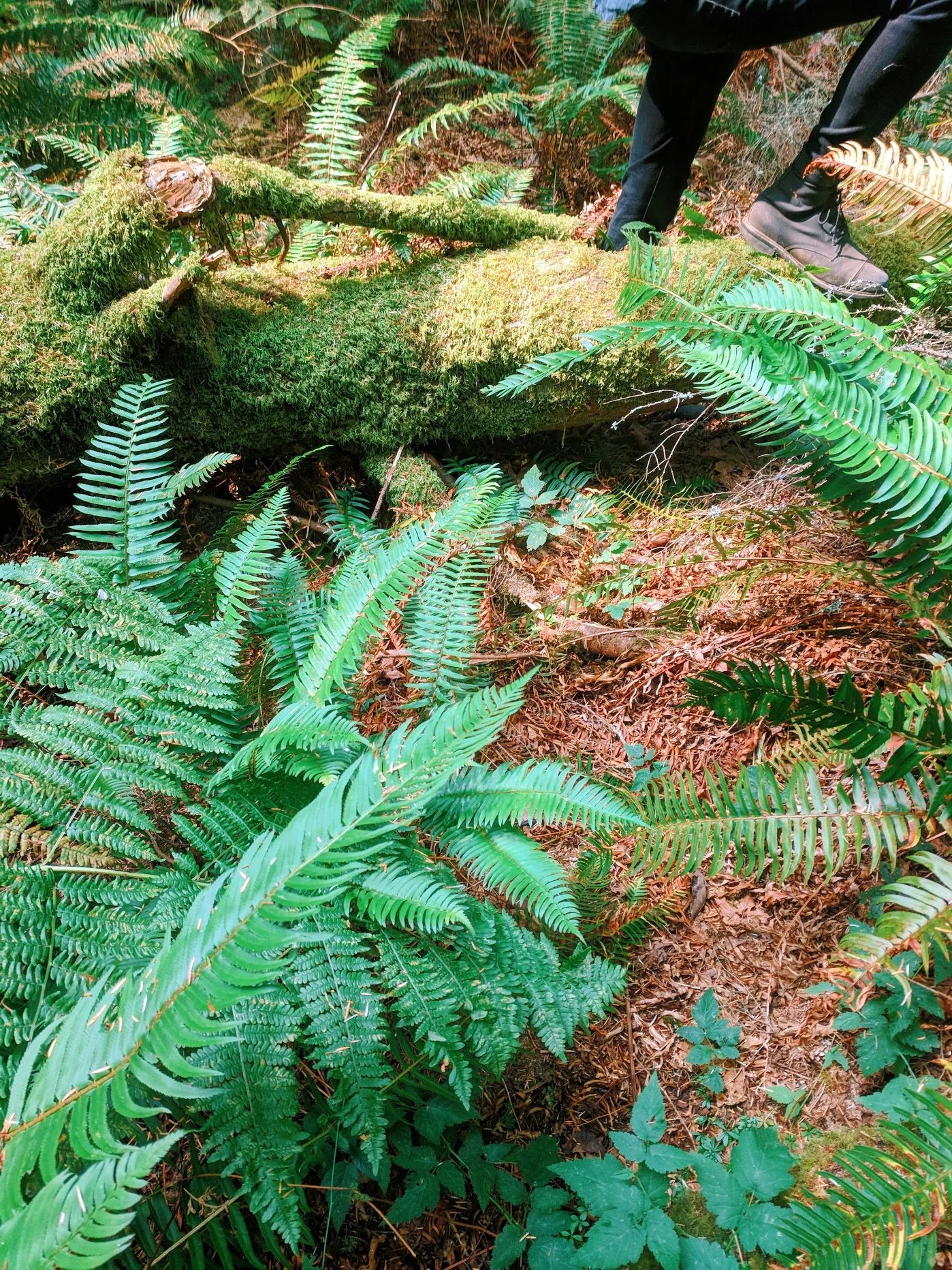 sword ferns and mossy logs