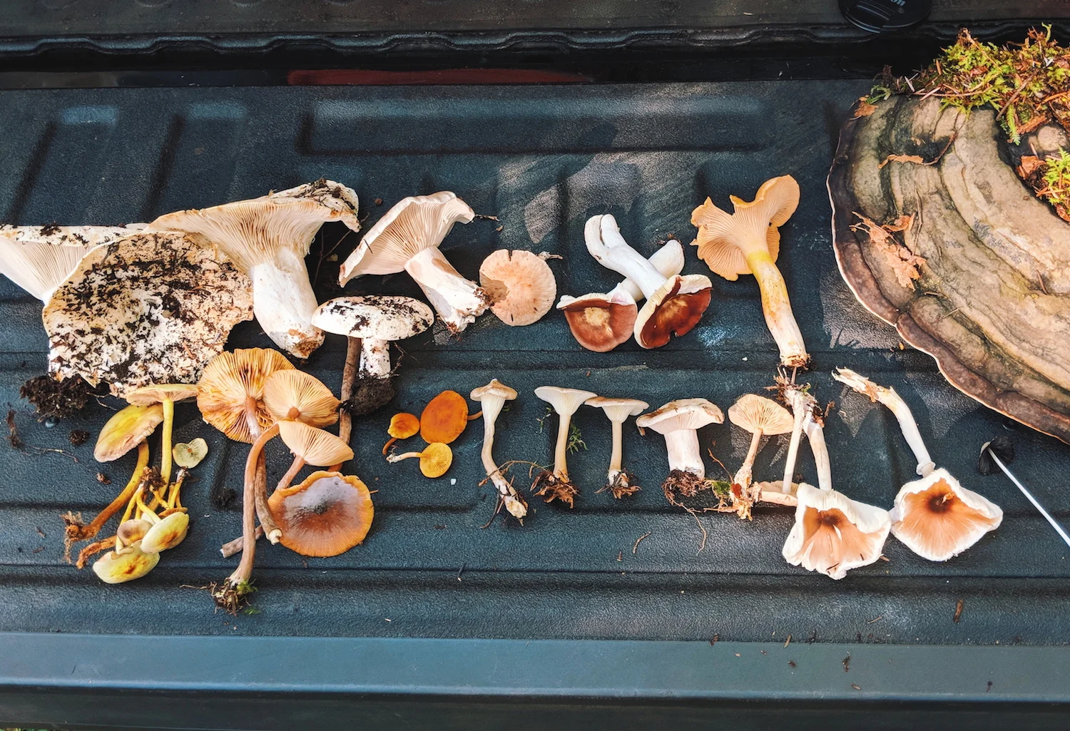 We’re still trying to identify all of them, but I believe the reddish ones are Russula Atropurpurea , the little black one is a type of ink cap, and I’m almost positive the light orange one in the upper right corner is a golden chanterelle.