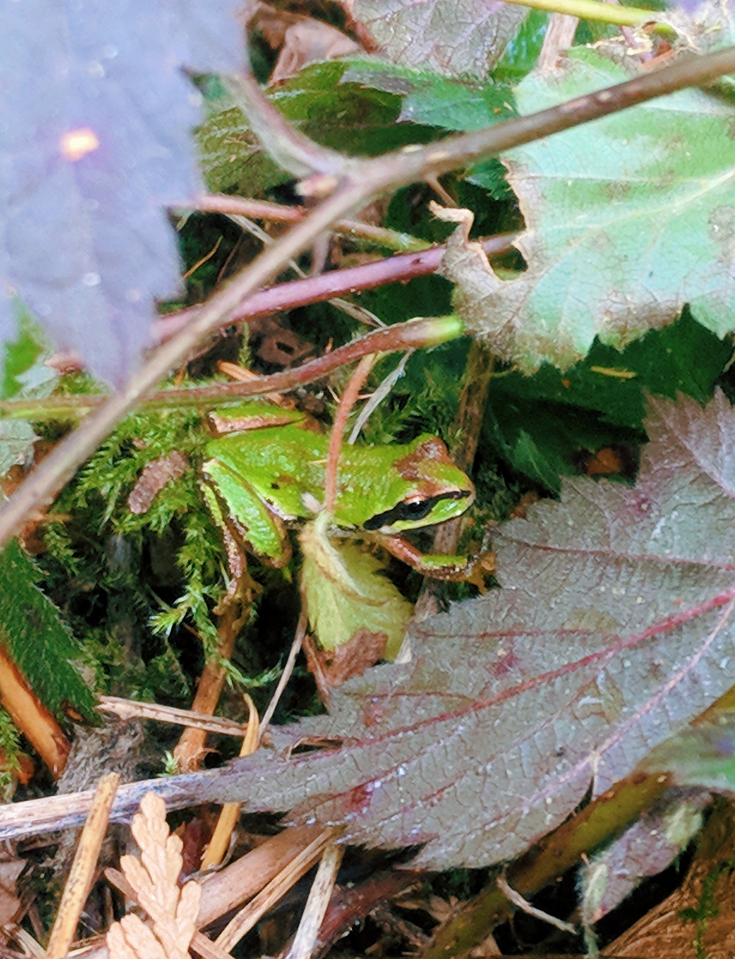 Teeny Tiny Pacific Tree Frog