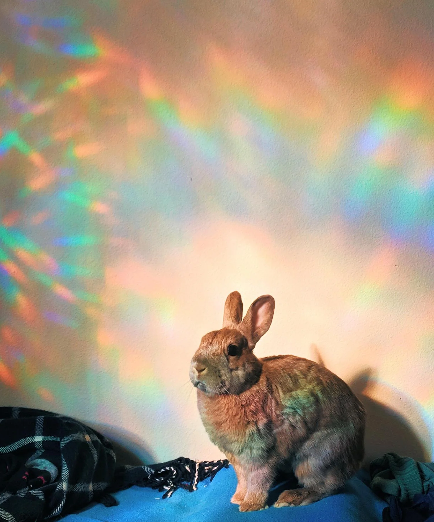 The reference Photo of Violet