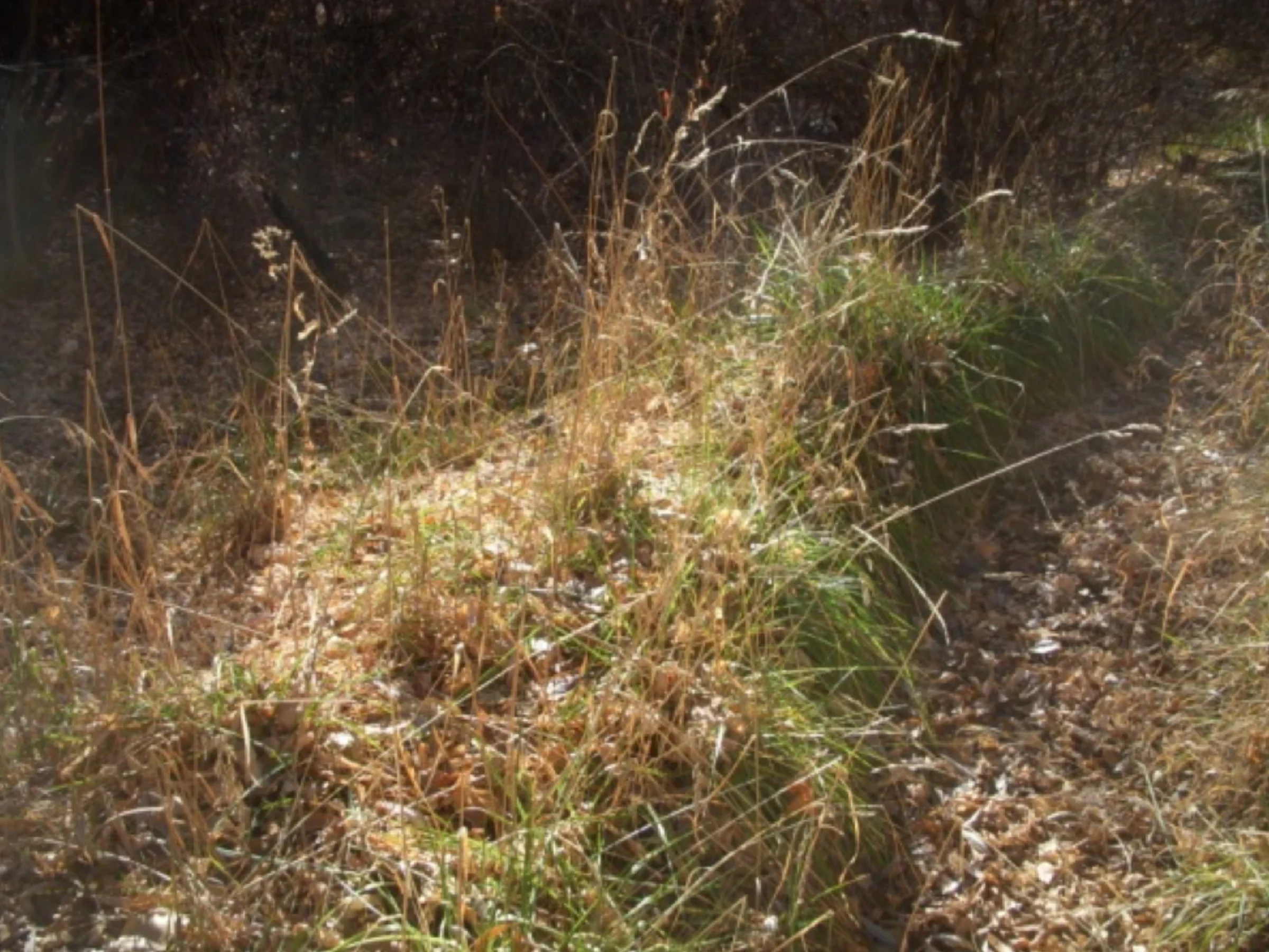 Berm holding the acequia. photo by the Deborah and Jon Lawrence