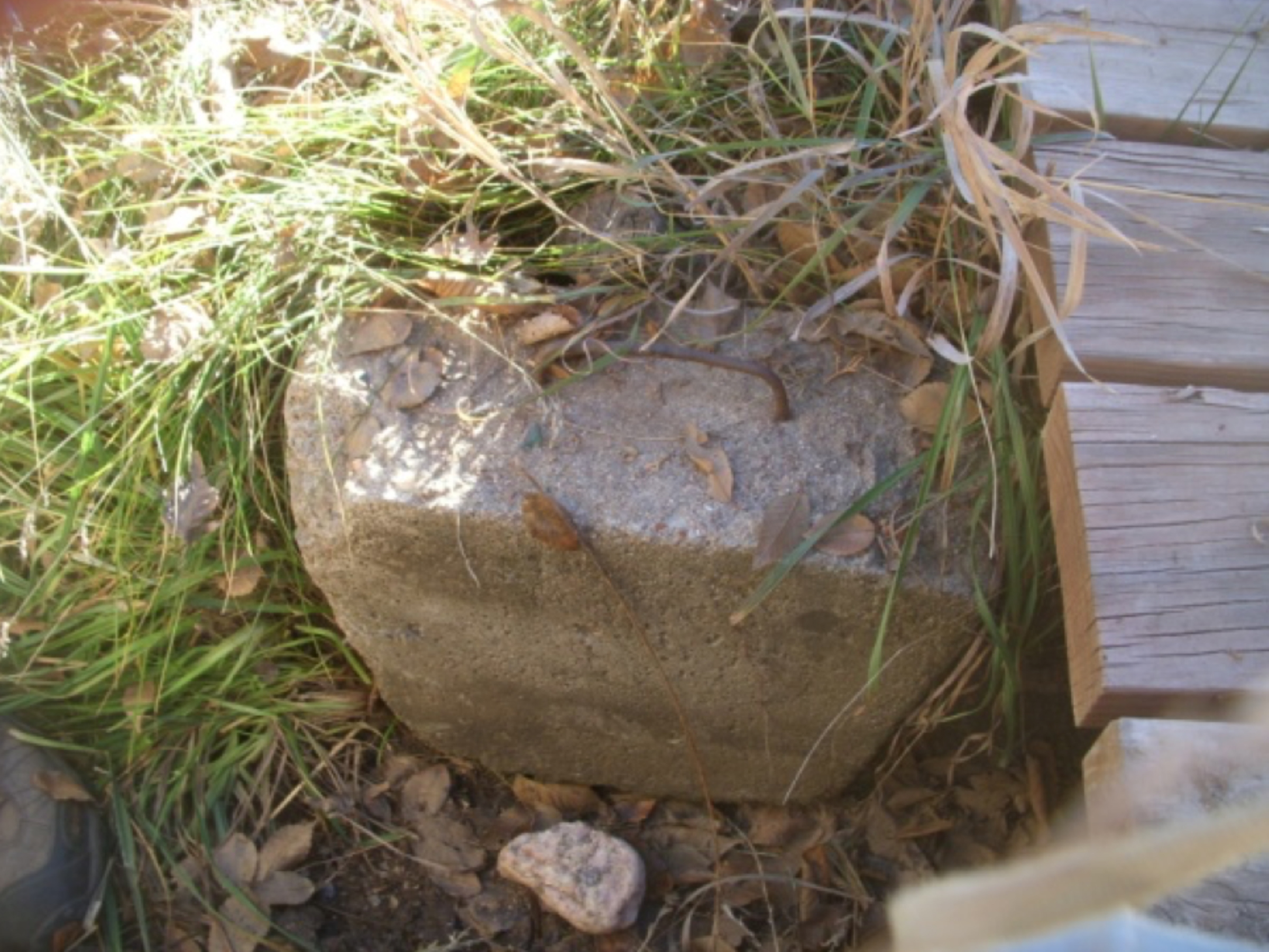   A concrete plug once used to control diversion into a former lateral.  photo by the Deborah and Jon Lawrence   