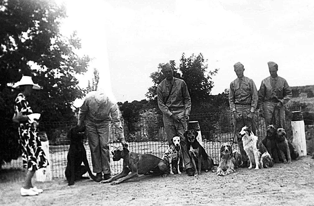 Dogs for Defense training at El Delirio, Santa Fe, August 1942. SAR AC20-11b, Courtesy of the School for Advanced Research.