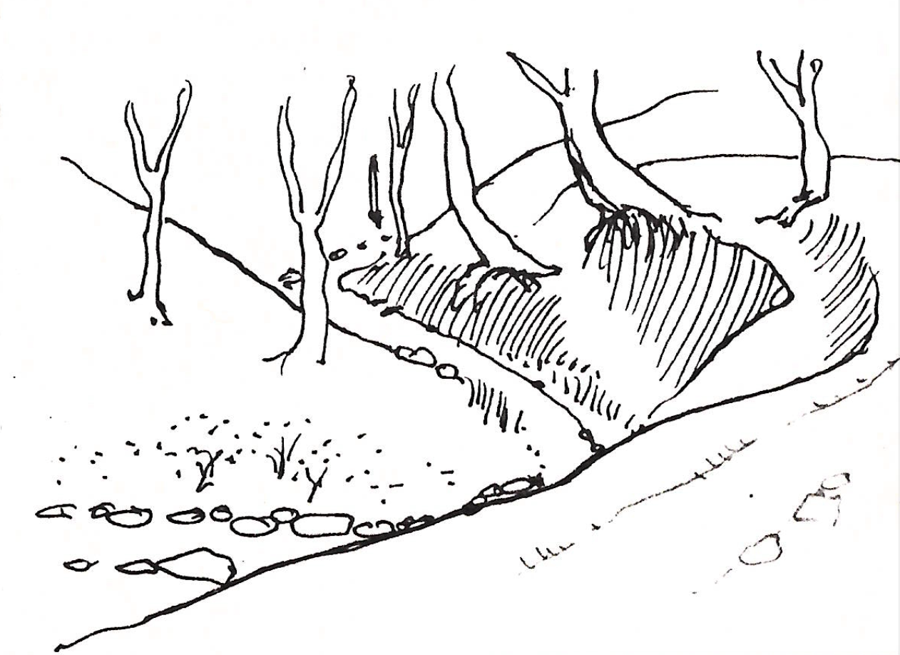 Irene von Horvath sketches - Dorothy Stewart Trail 2026-03-19 at 11.18.05 AM.png