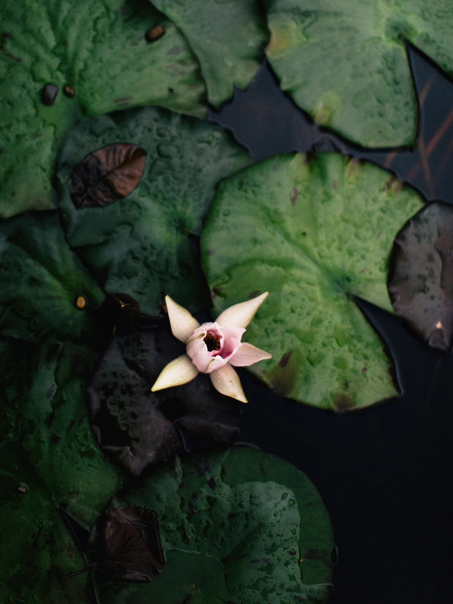 PI1A7500.jpg