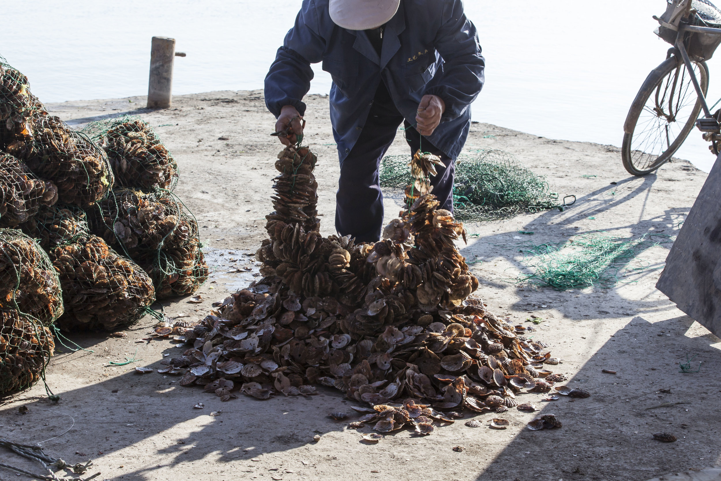  In Ya Tou Zhen, we visit a private oyster farm. In one method of cultivating oysters,&nbsp;a substrate is required onto which the oyster can attach as a 'spat' and subsequently grow.&nbsp;In Ya Tou Zhen, the substrate is old clam shells. 