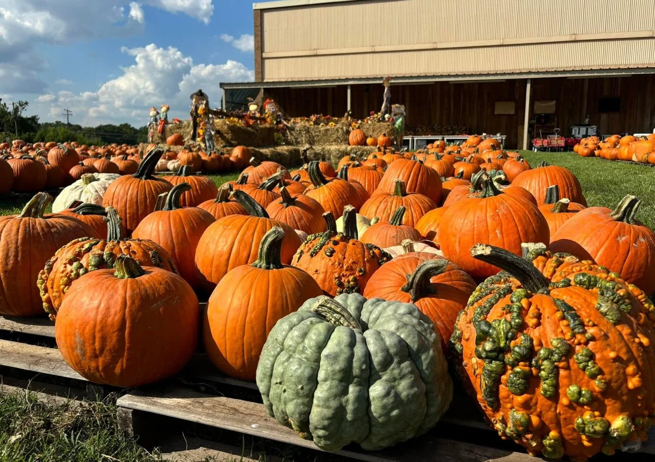 pumpkins.jpeg