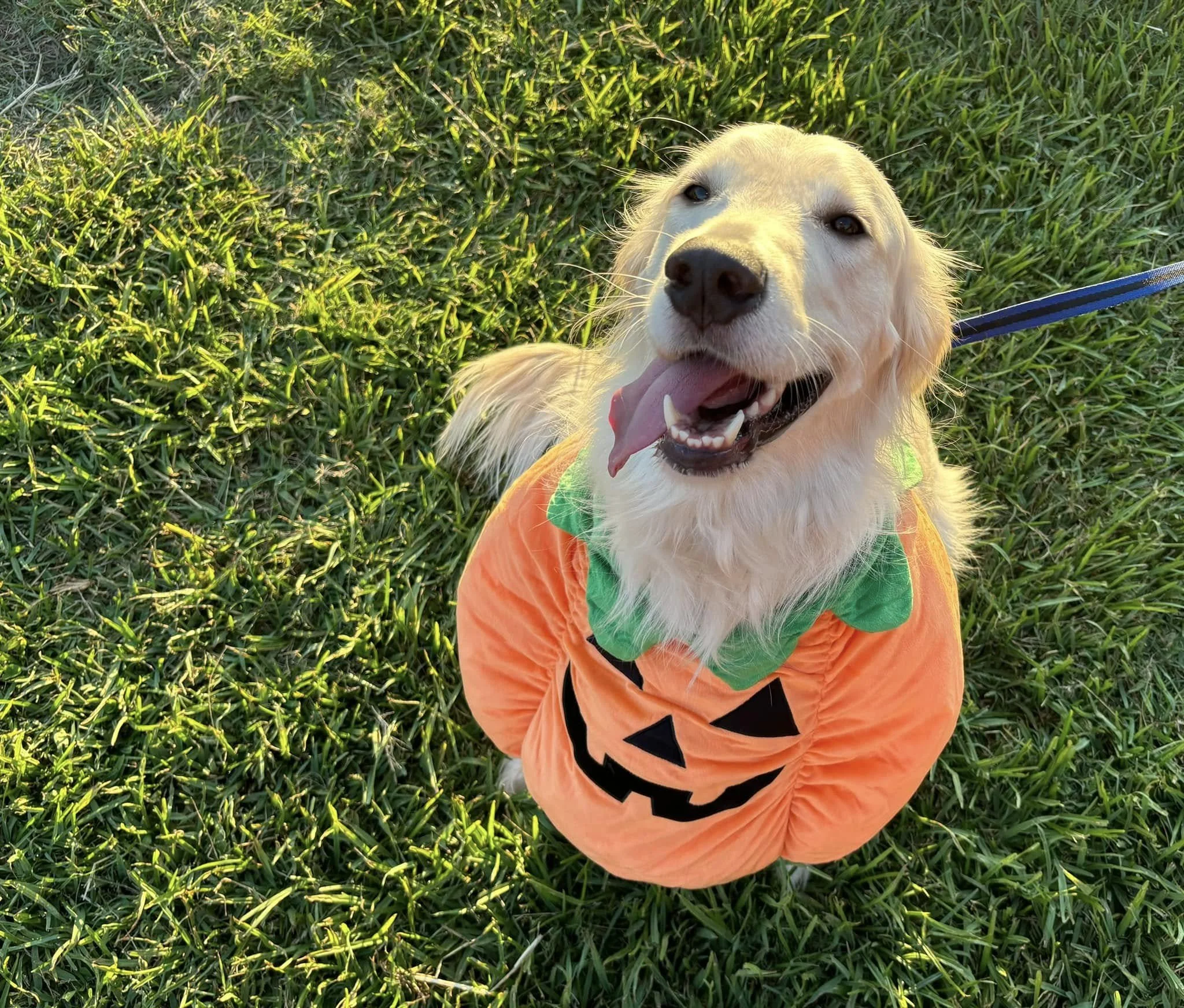 pumpkin pup.jpg