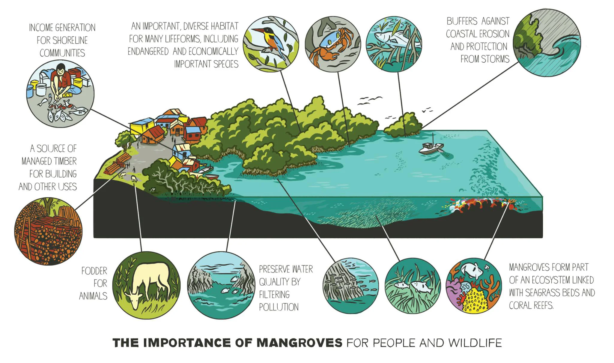 Mangrove mission — Scriberia