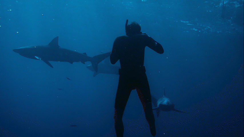 MIKE COOTS_SHARK DIVE_FULL_16x9_R5_1.gif