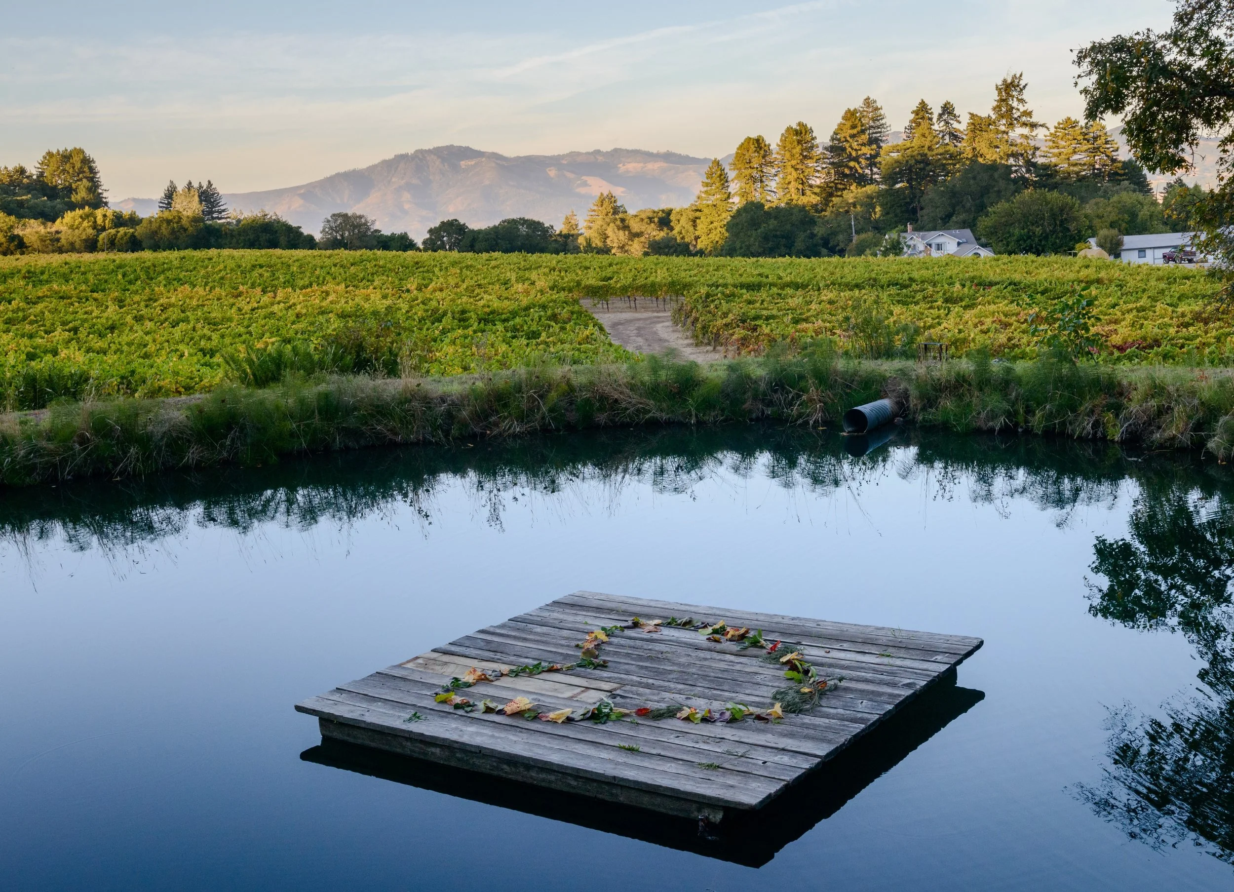 Dodrill - pond - Copy.jpg
