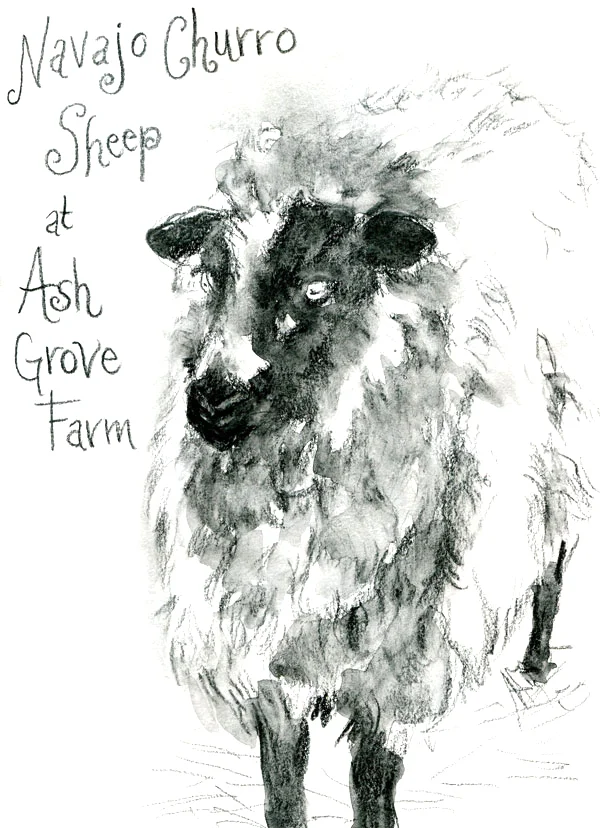 LynnLantz_NavajoChurroSheep.jpg