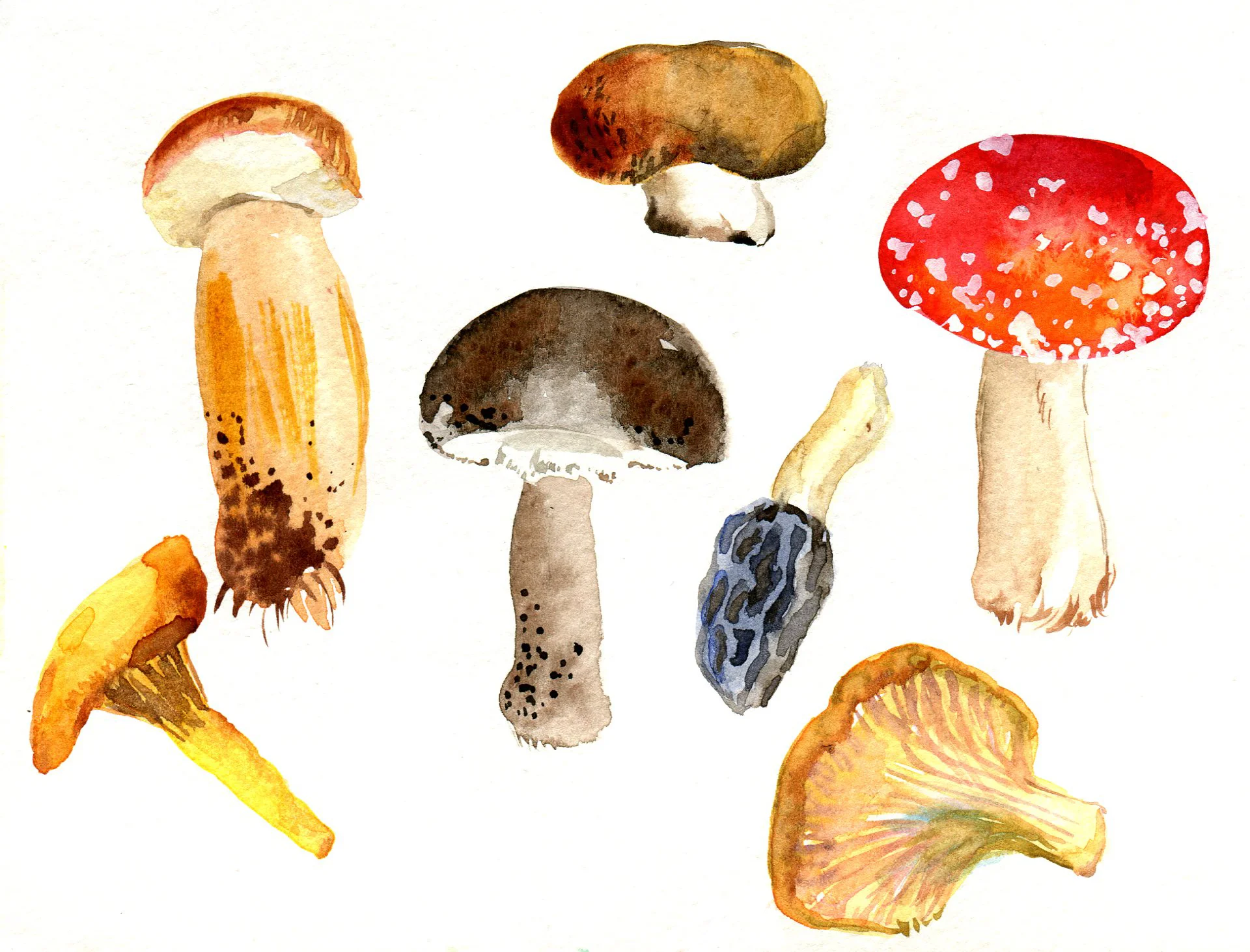Mushrooms