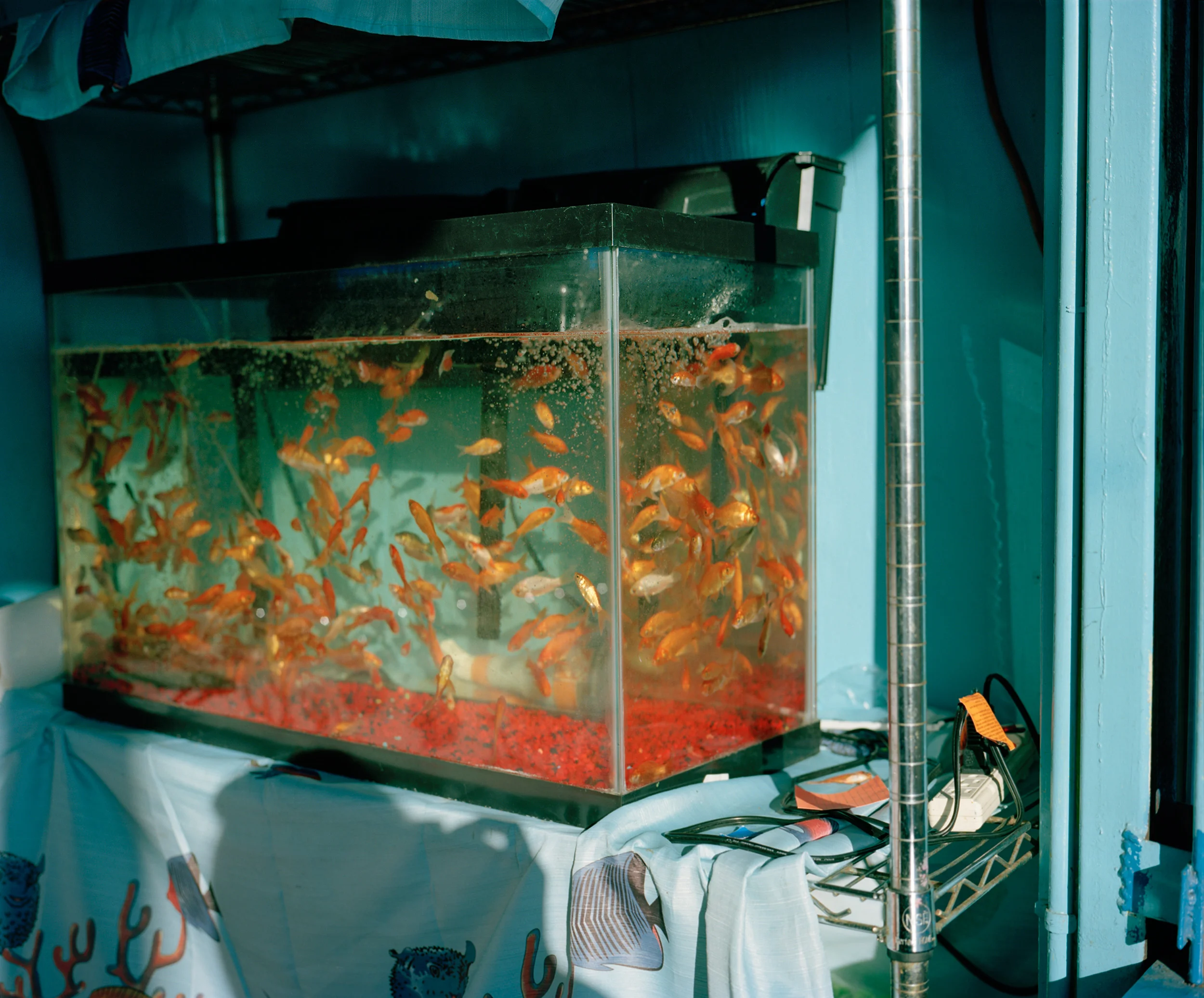 04_04fish.jpg
