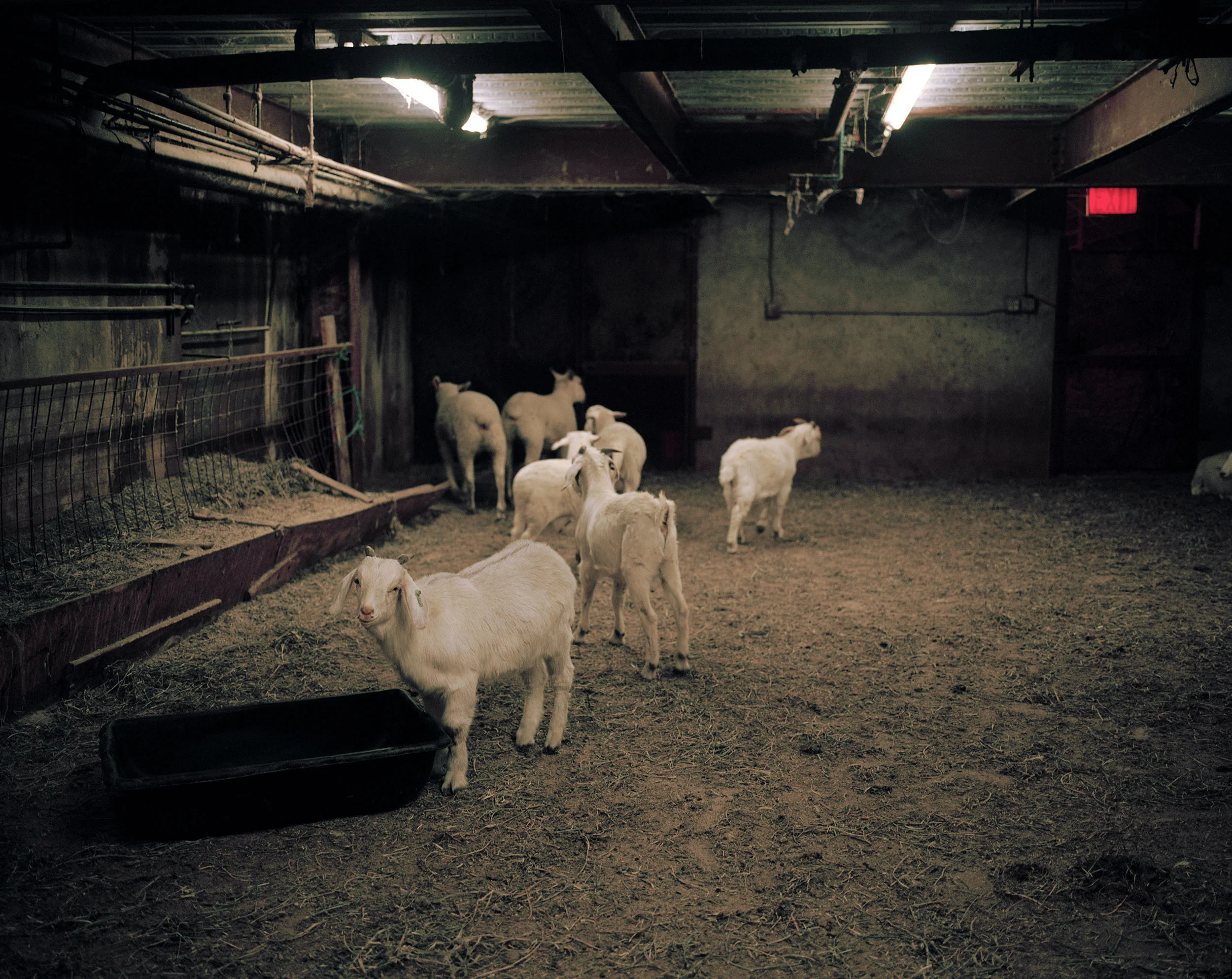 09_goats_01.jpg