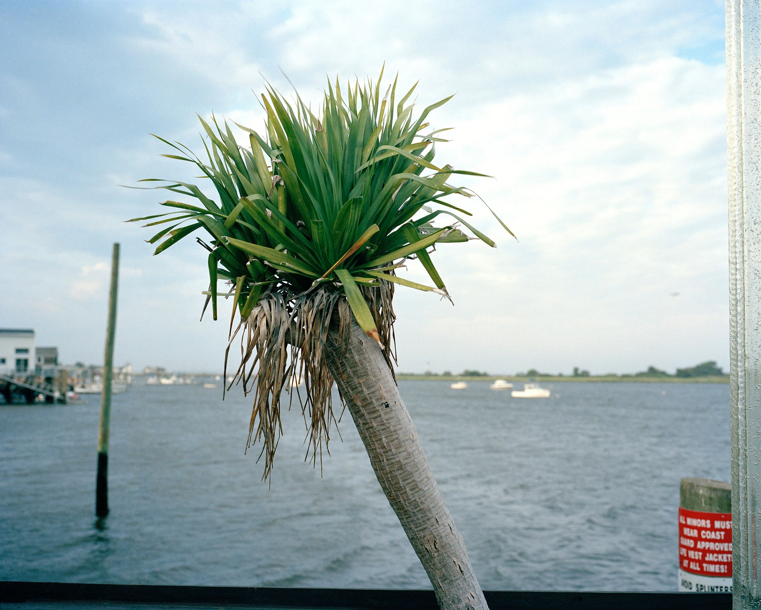 15_14_palm_tree.jpg