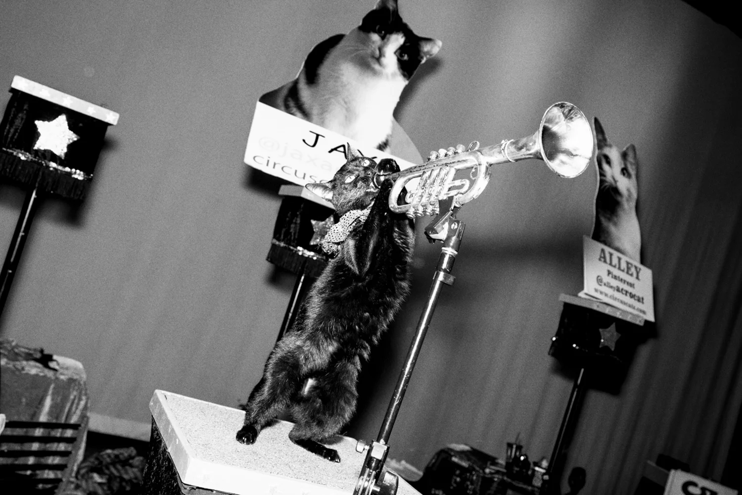 04_Cat_People-Julius-Motal-72.jpg