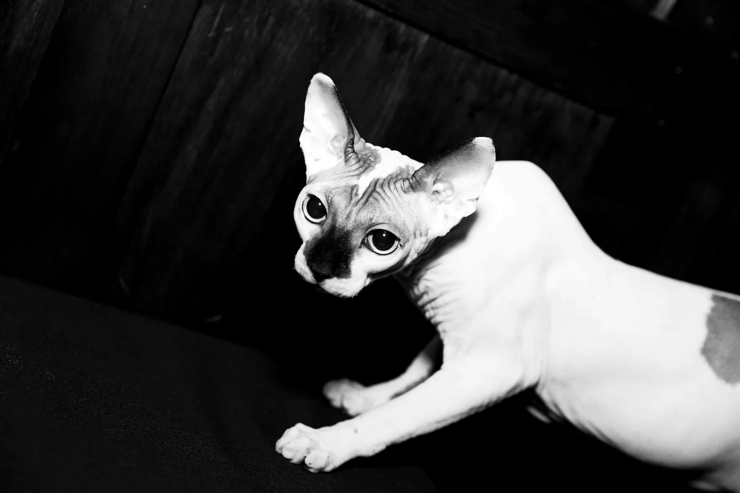 14_Cat_People-Julius-Motal-35.jpg