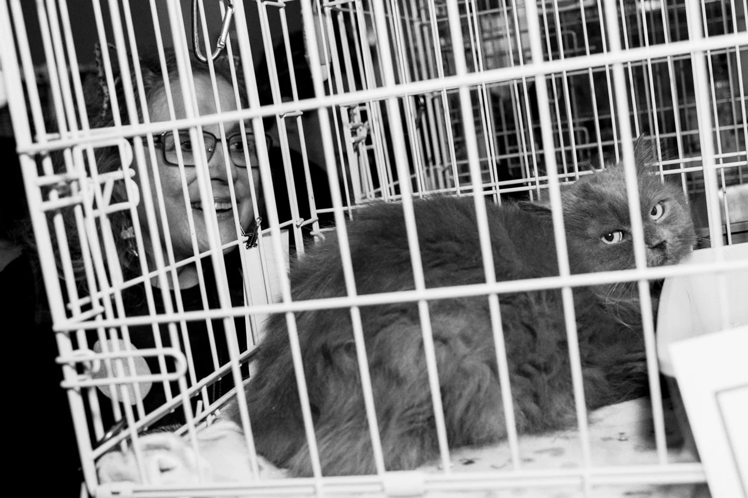 15_Cat_People-Julius-Motal-110.jpg