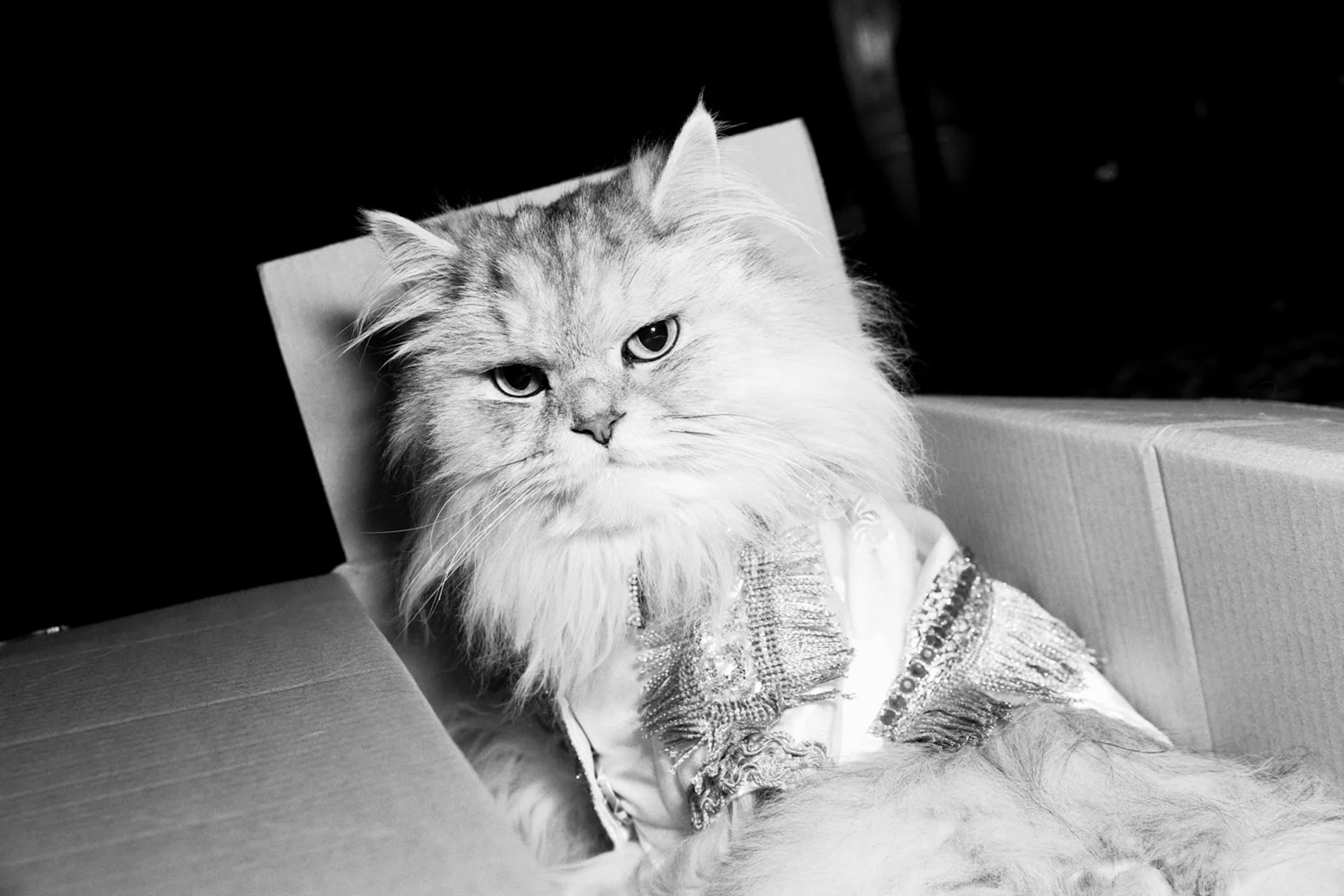 17_Cat_People-Julius-Motal-32.jpg