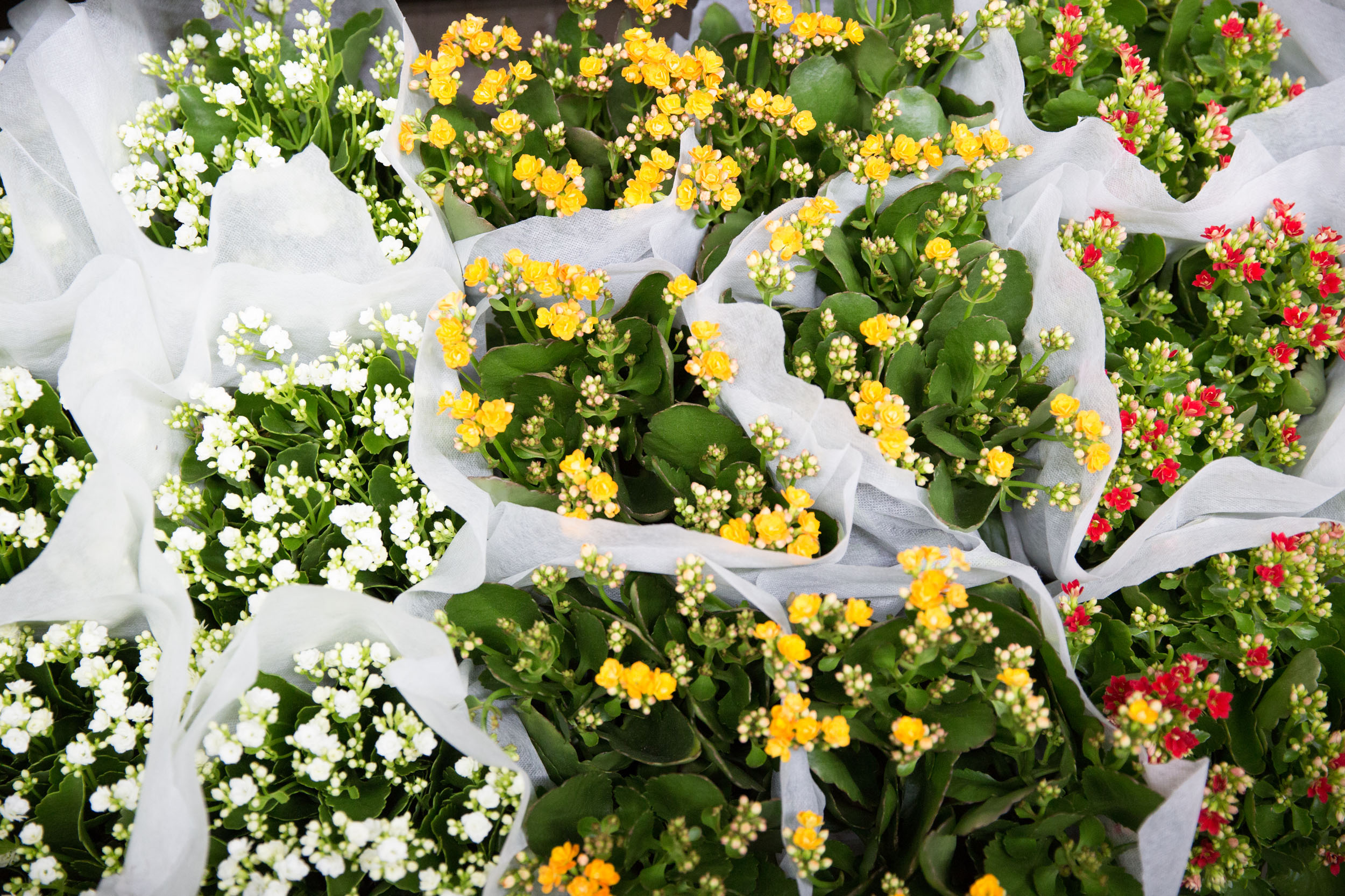 08_NewestYork_081718_FlowerDistrict-14.jpg