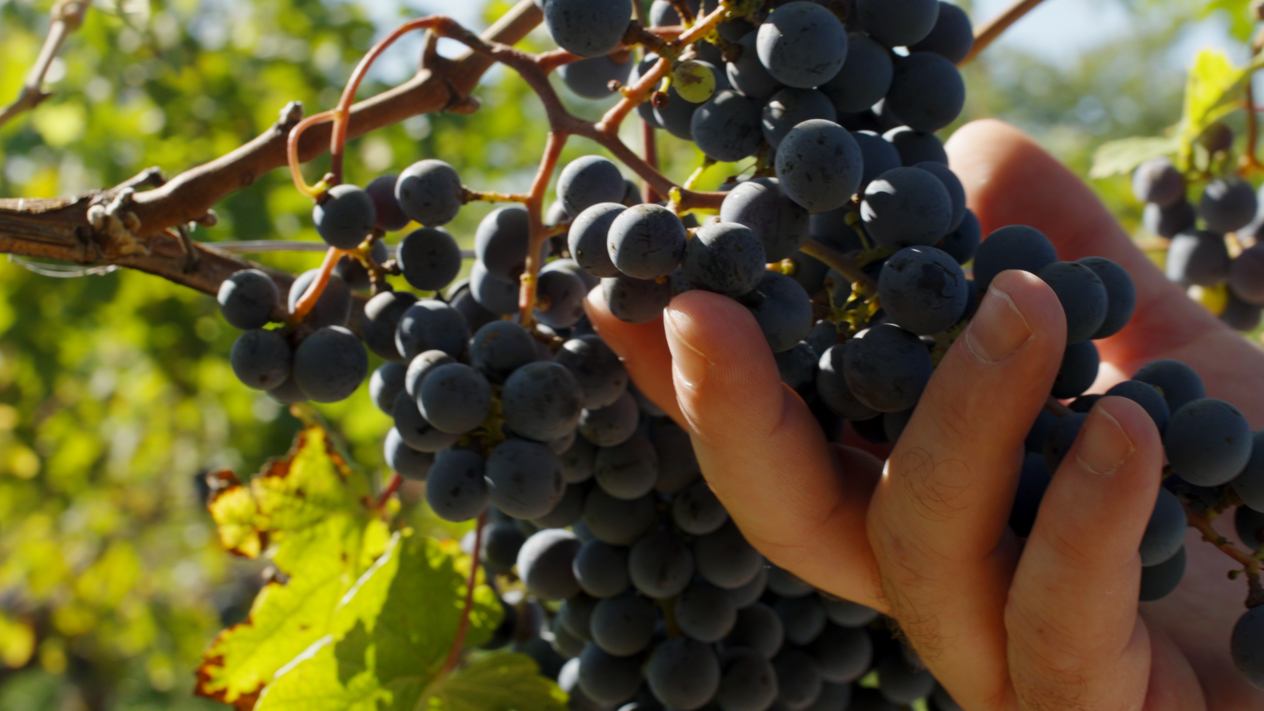 VDACS Wine 1.png