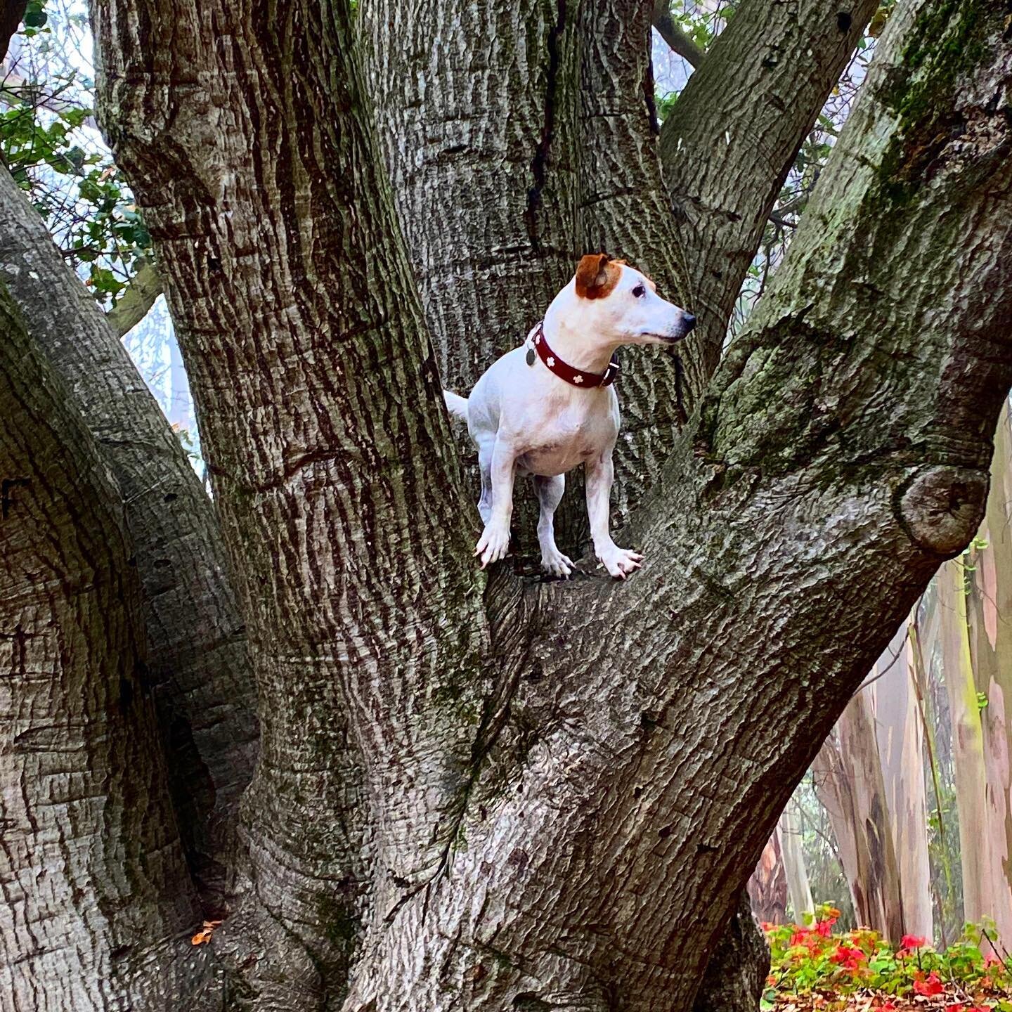 Morning walk in #oakland ca with the #javier. #jrt #jackrussell #myfavoritedog #montclair #tree #doginatree
