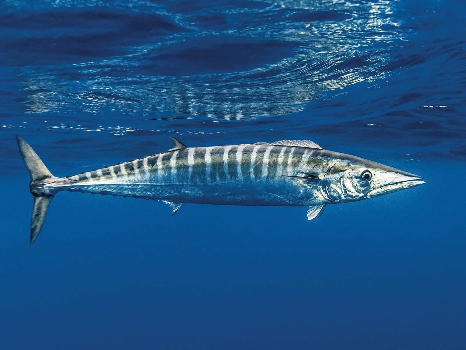 wahoo-underwater.jpg