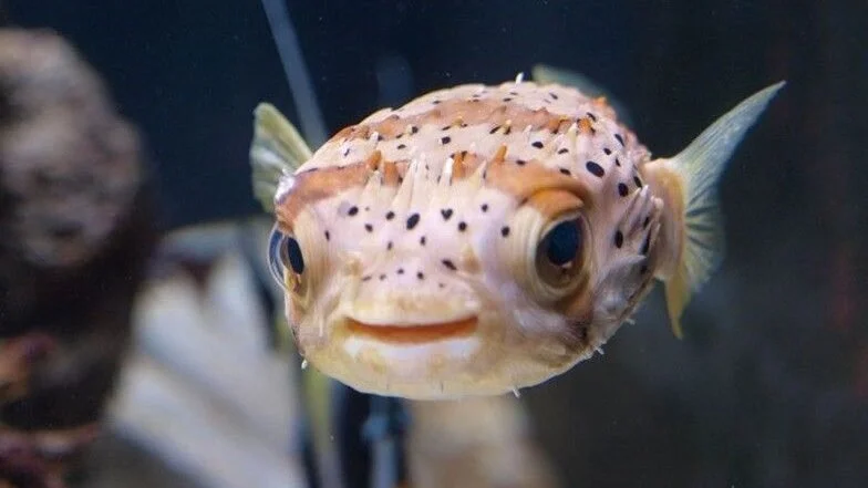 Porcupine fish