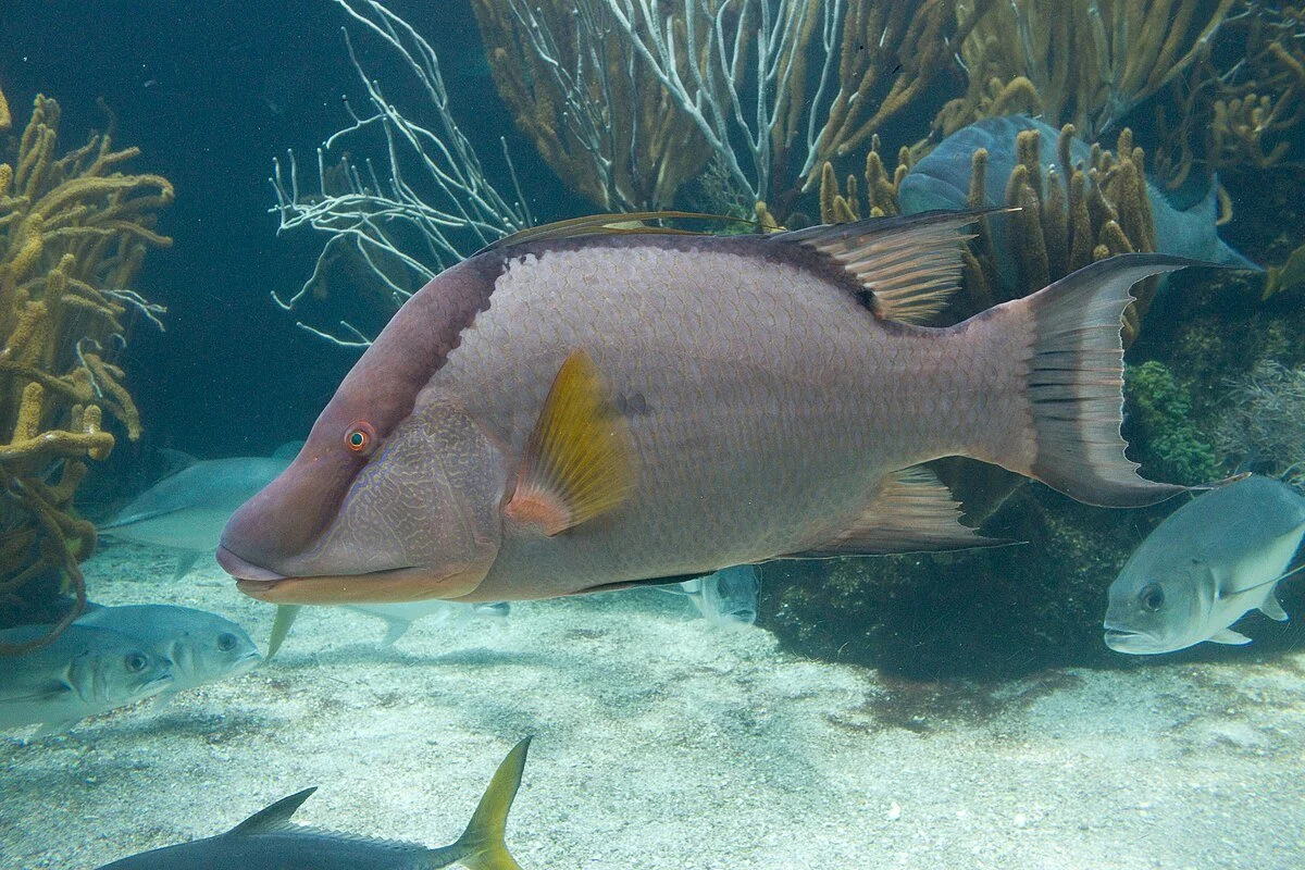 A_hogfish_is_a_large_wrasse,_Lachnolaimus_maximus.jpg