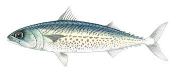 mackeral.jfif