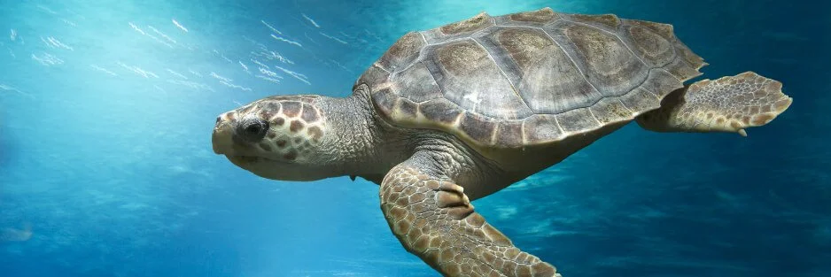 loggerhead-turtle.jpg