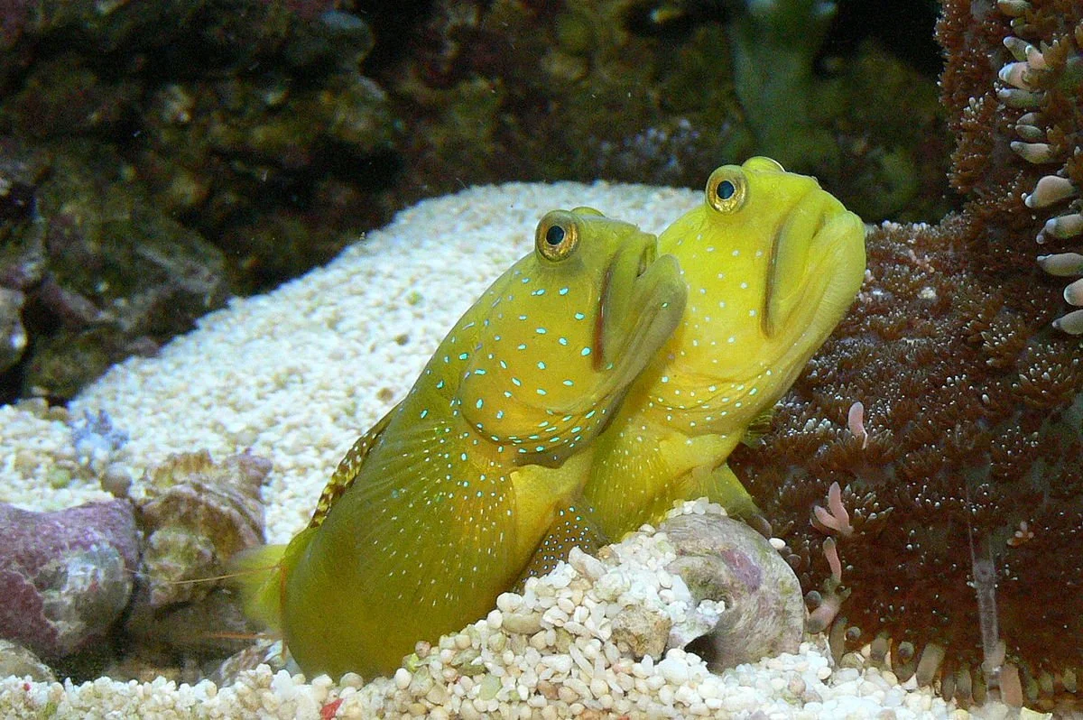 Gobies