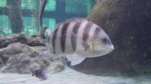 sheepshead.jfif