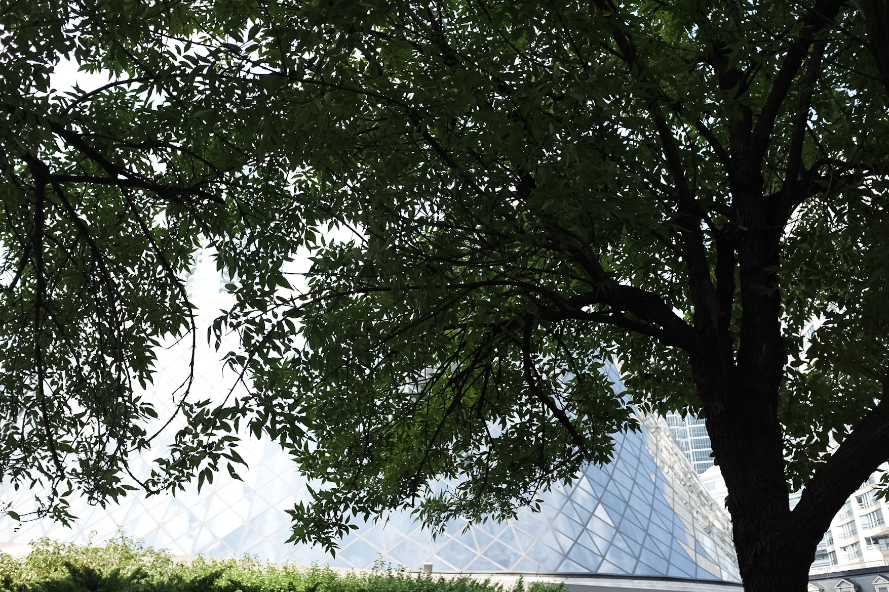 Hidden behind the tree is Roy Thompson Hall, one of the main venues for the festival and one of the iconic buildings in Toronto.