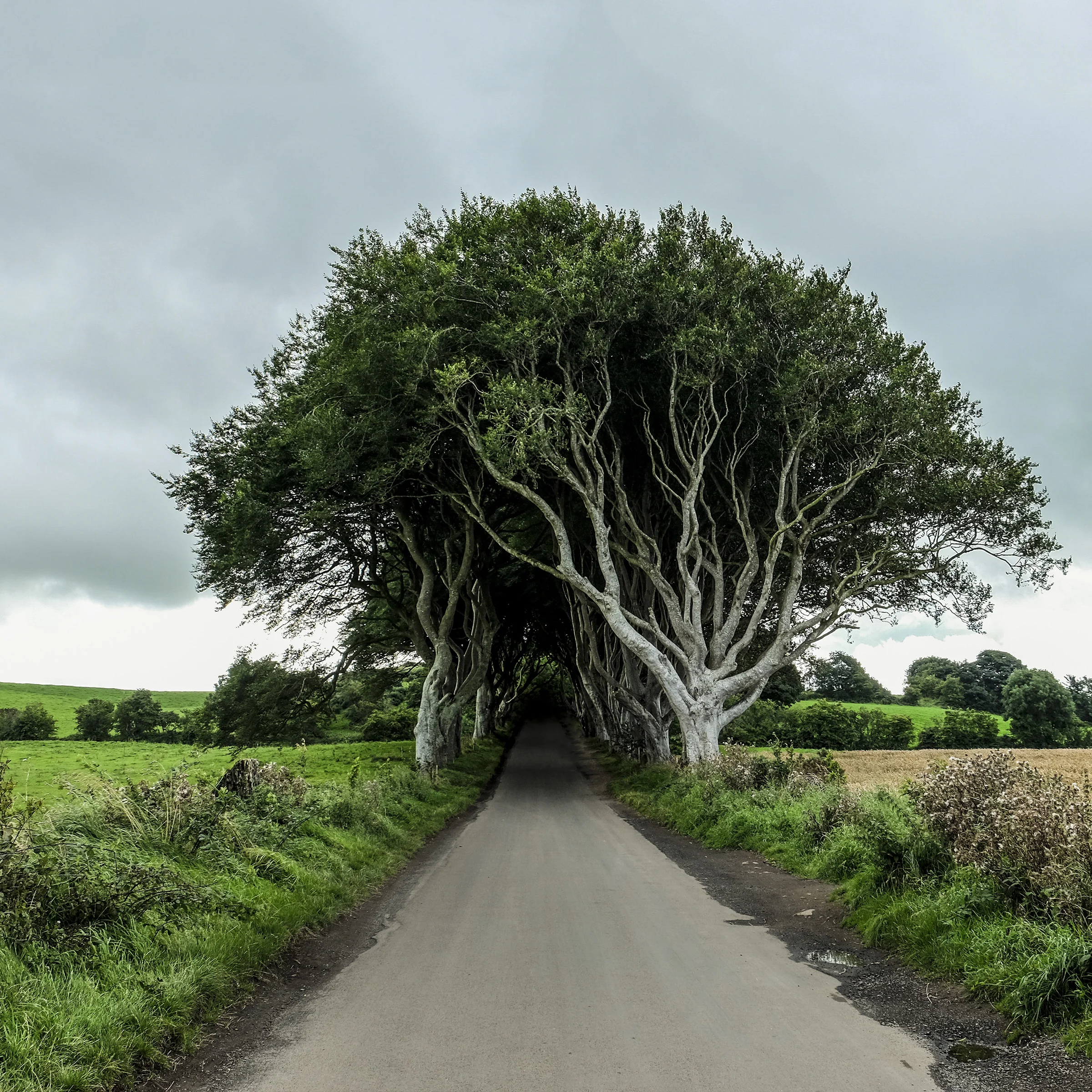 DarkHedges.jpg