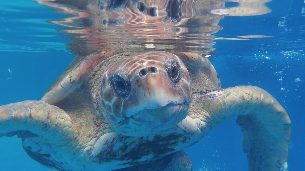 Loggerhead sea turtle.jpg
