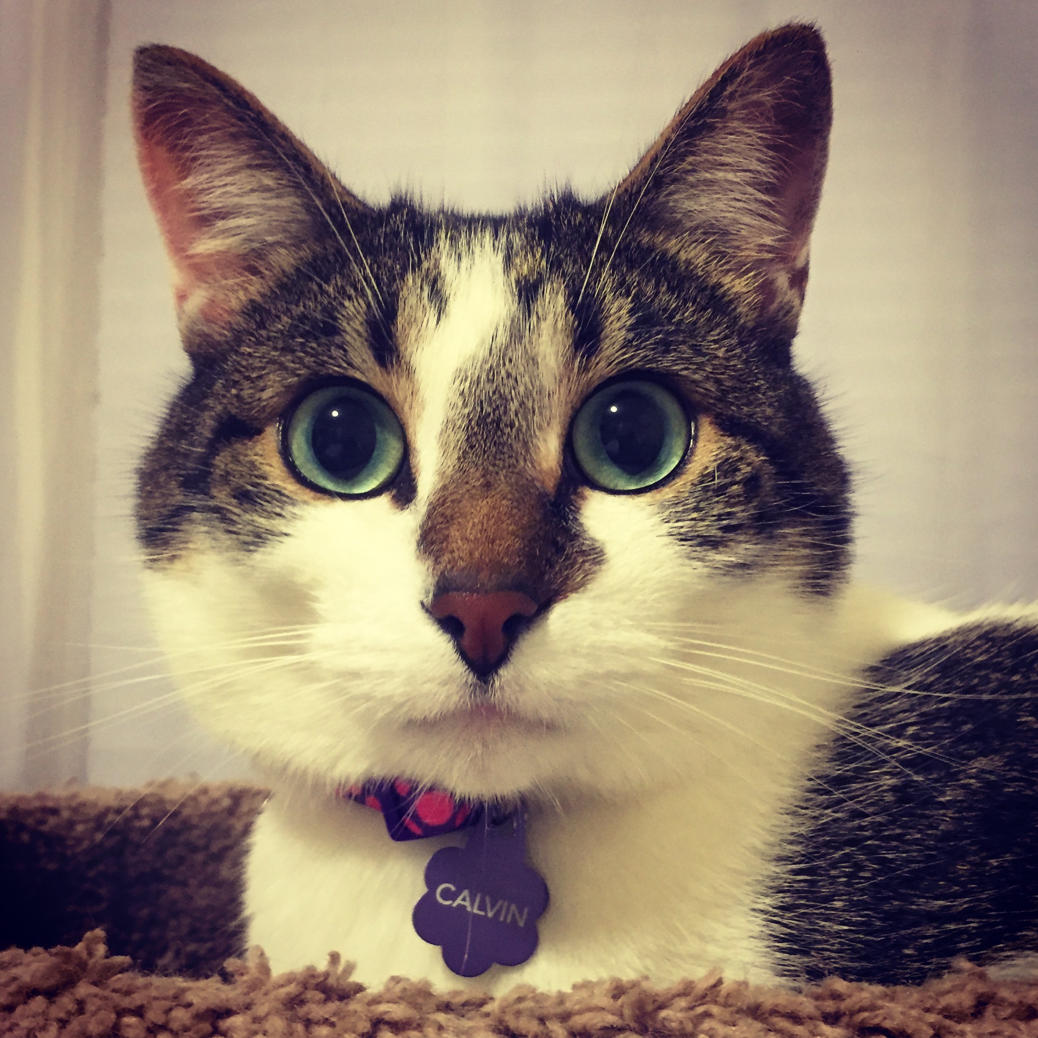 I didn't know I could love a cat so much.