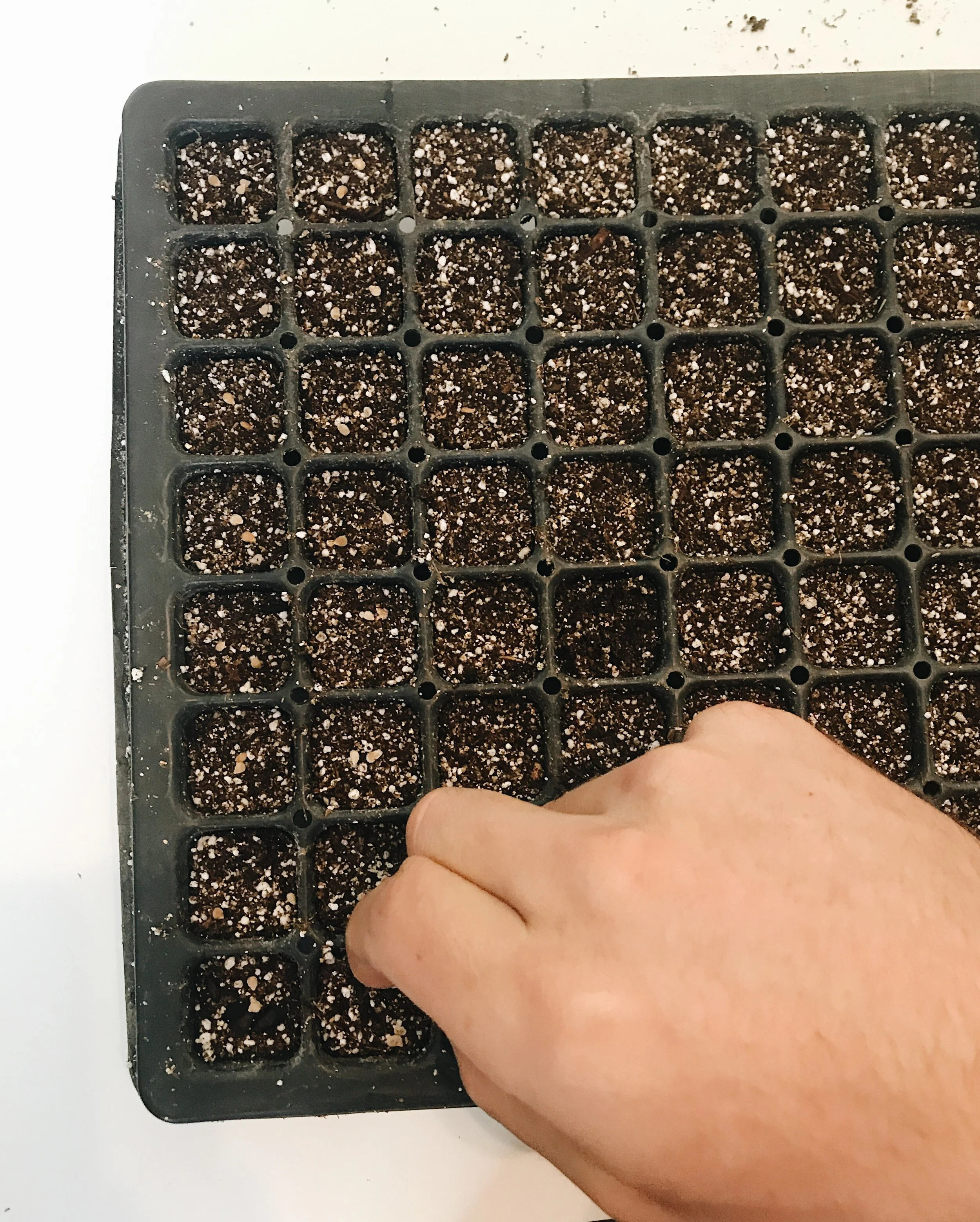 Time to Seed Your Tomatoes