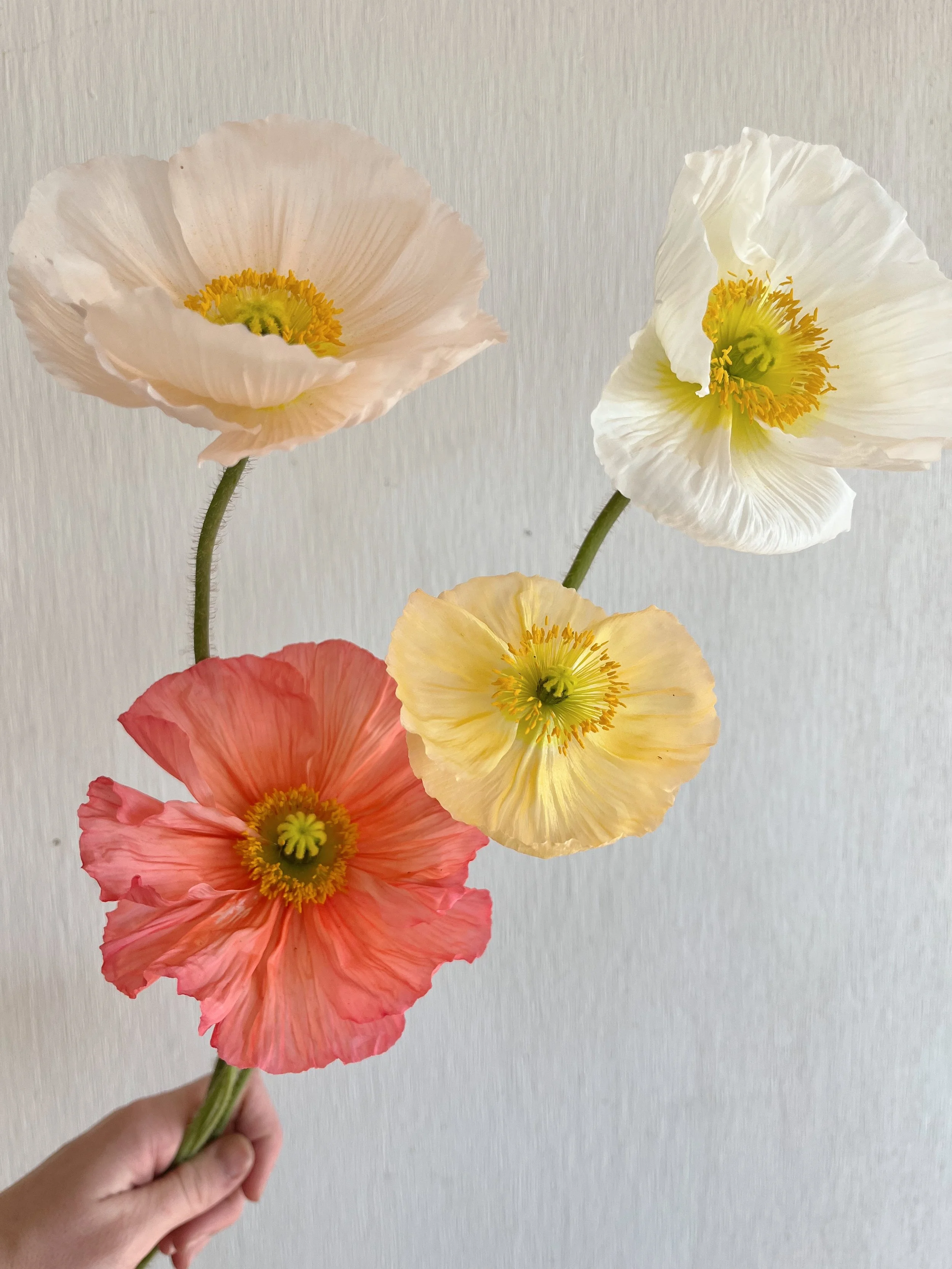 Spring Begins (finally)